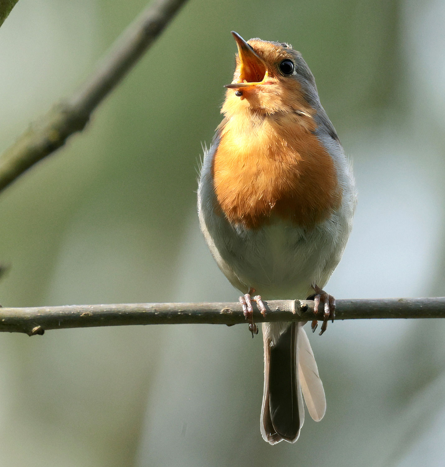 Vogelkundlicher Spaziergang im Räuschelbachtal, Bericht