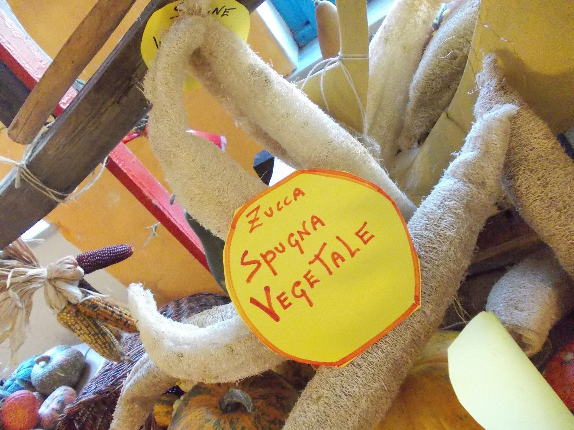 La zucca spugna di “Tutto Zucche”: un dono della terra, una scelta di coerenza