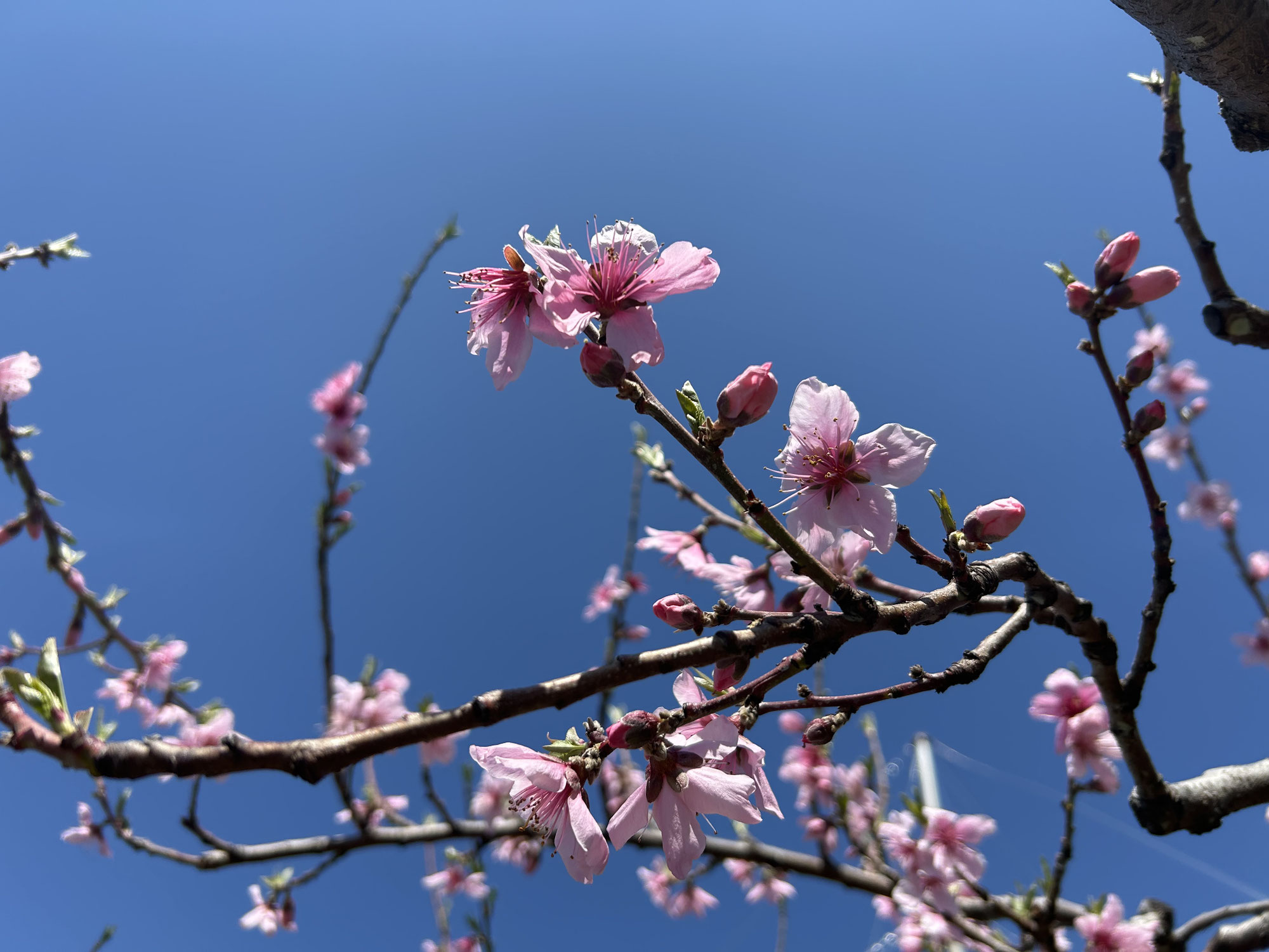 桃の花が満開を迎えました