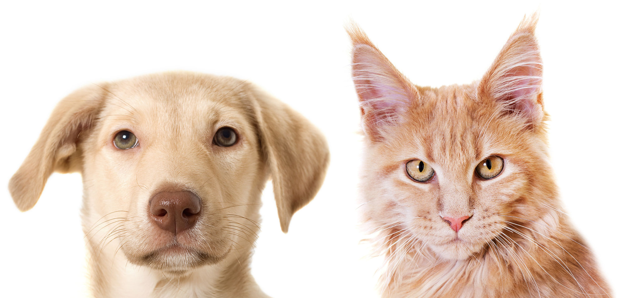 Green Healing Clay for Dogs, Cats & Pets The Clay Cure Co.