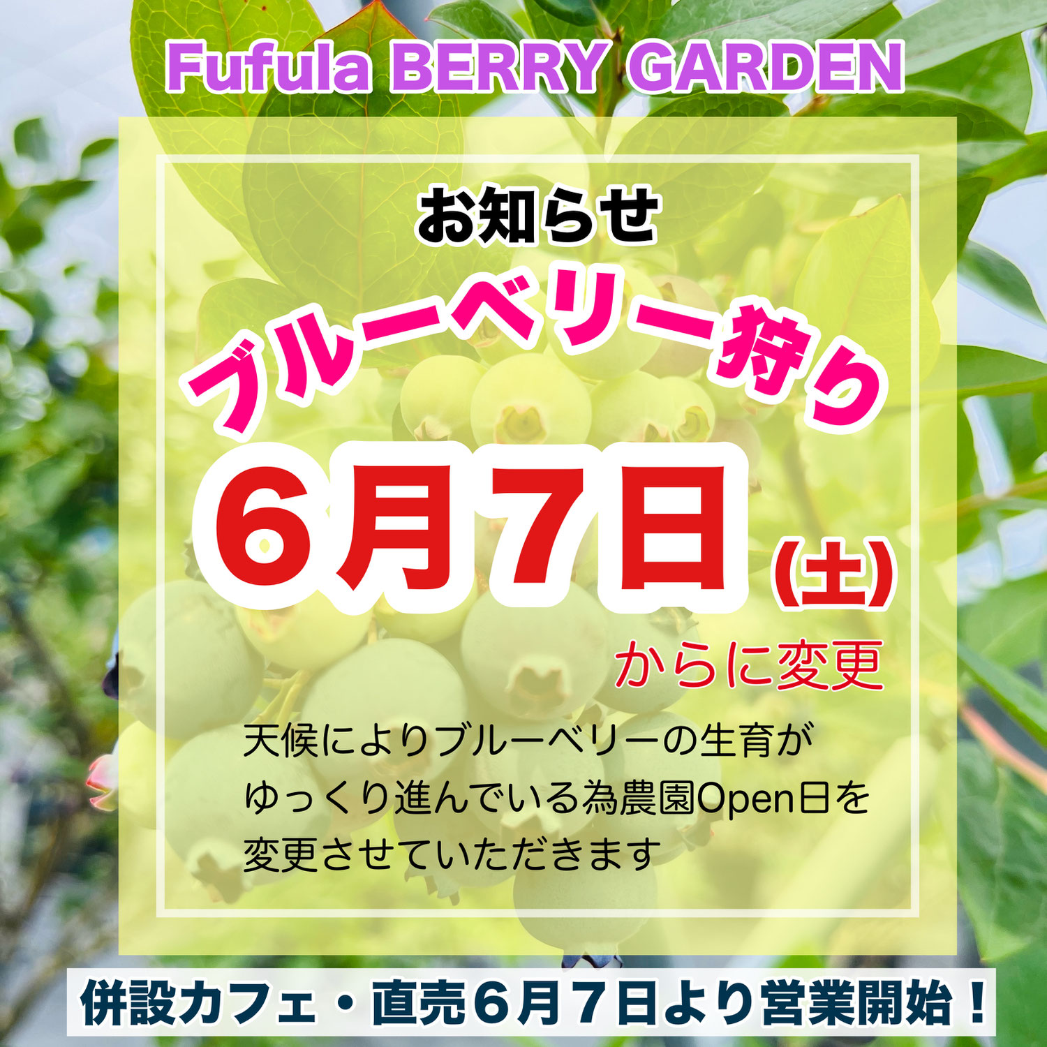 2025年ブルーベリー狩りついて