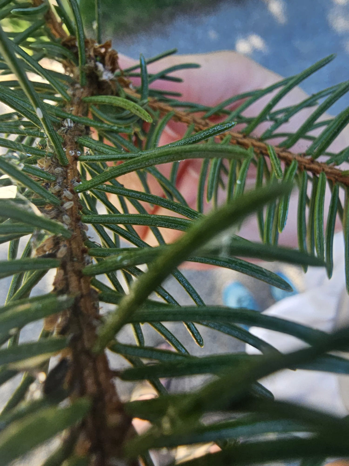 Waldtrachtprogrnose