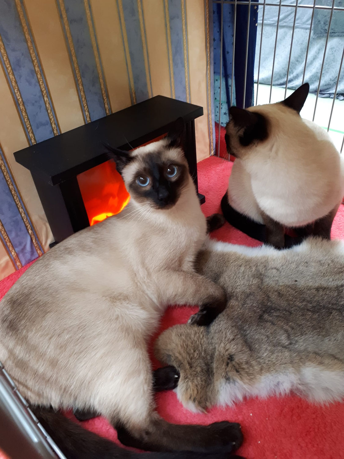 Tierische Tage in Saarwellingen
