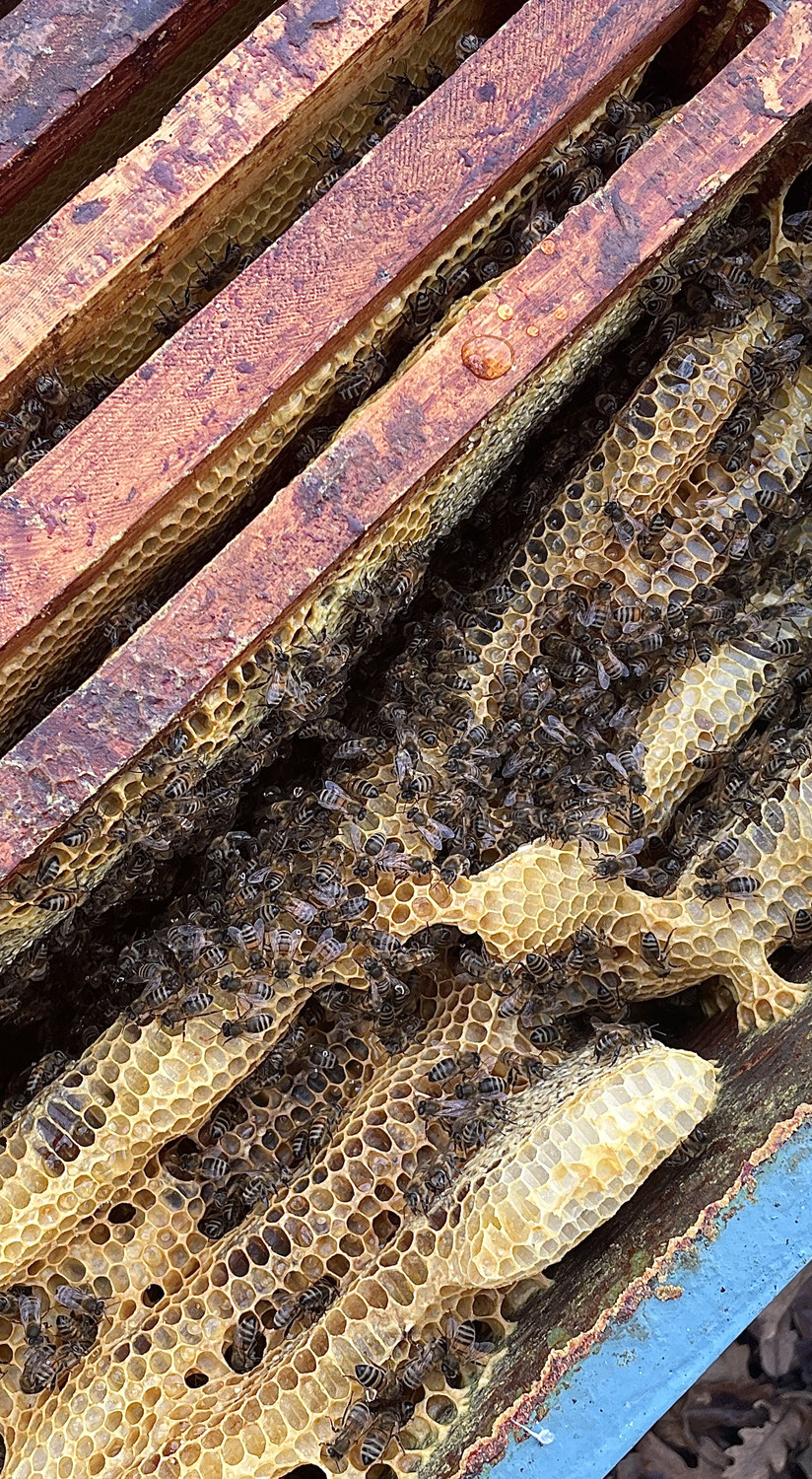 Le Rucher en Décembre - Traitement Varroa
