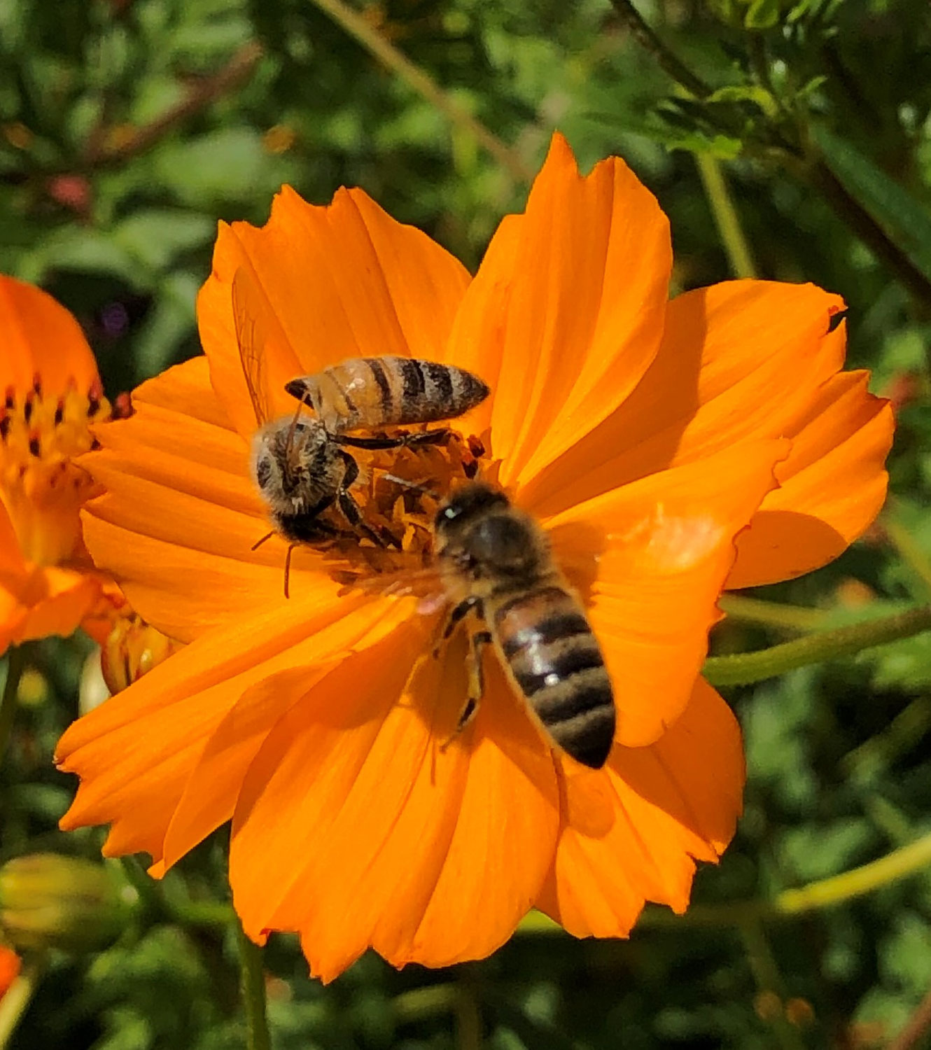 Les bienfaits du Miel et de la propolis