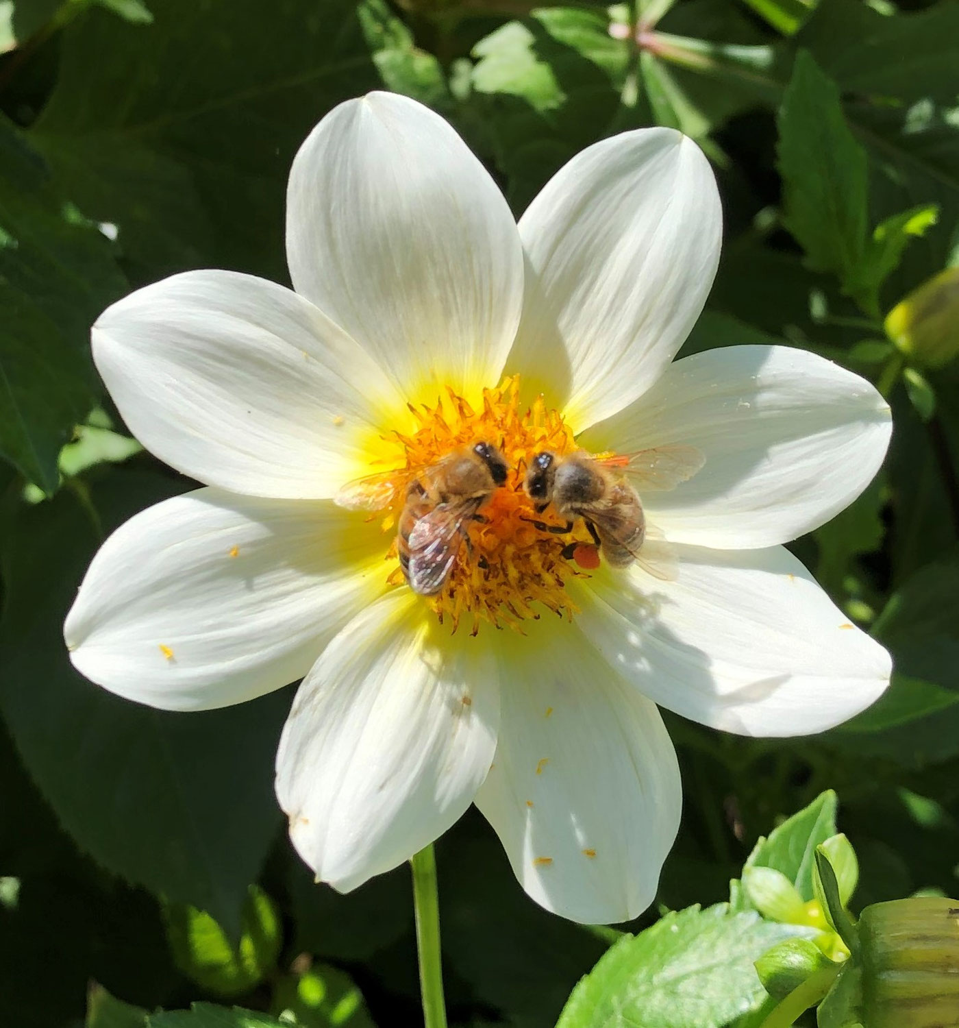 Apiculture durable : préserver les abeilles et savourer un miel authentique