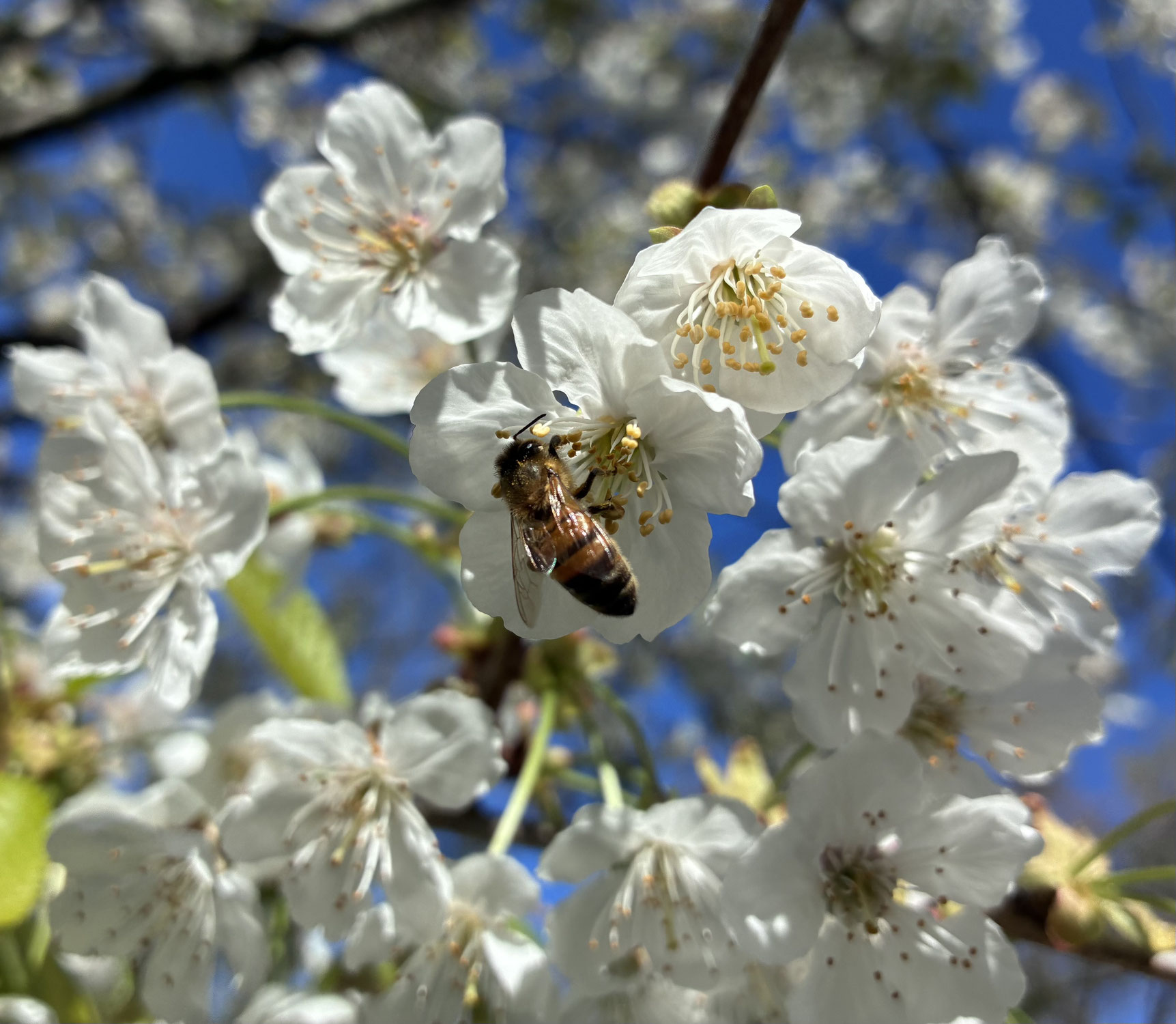 Pollinisation - Le geste invisible