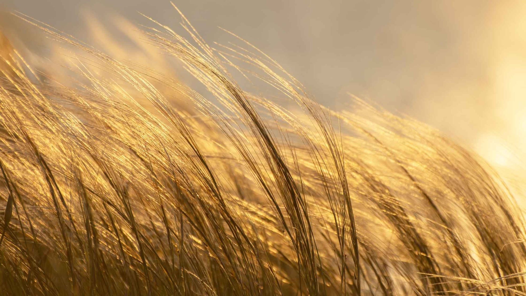 Wenn Überzeugungen im Körper weiterwirken
