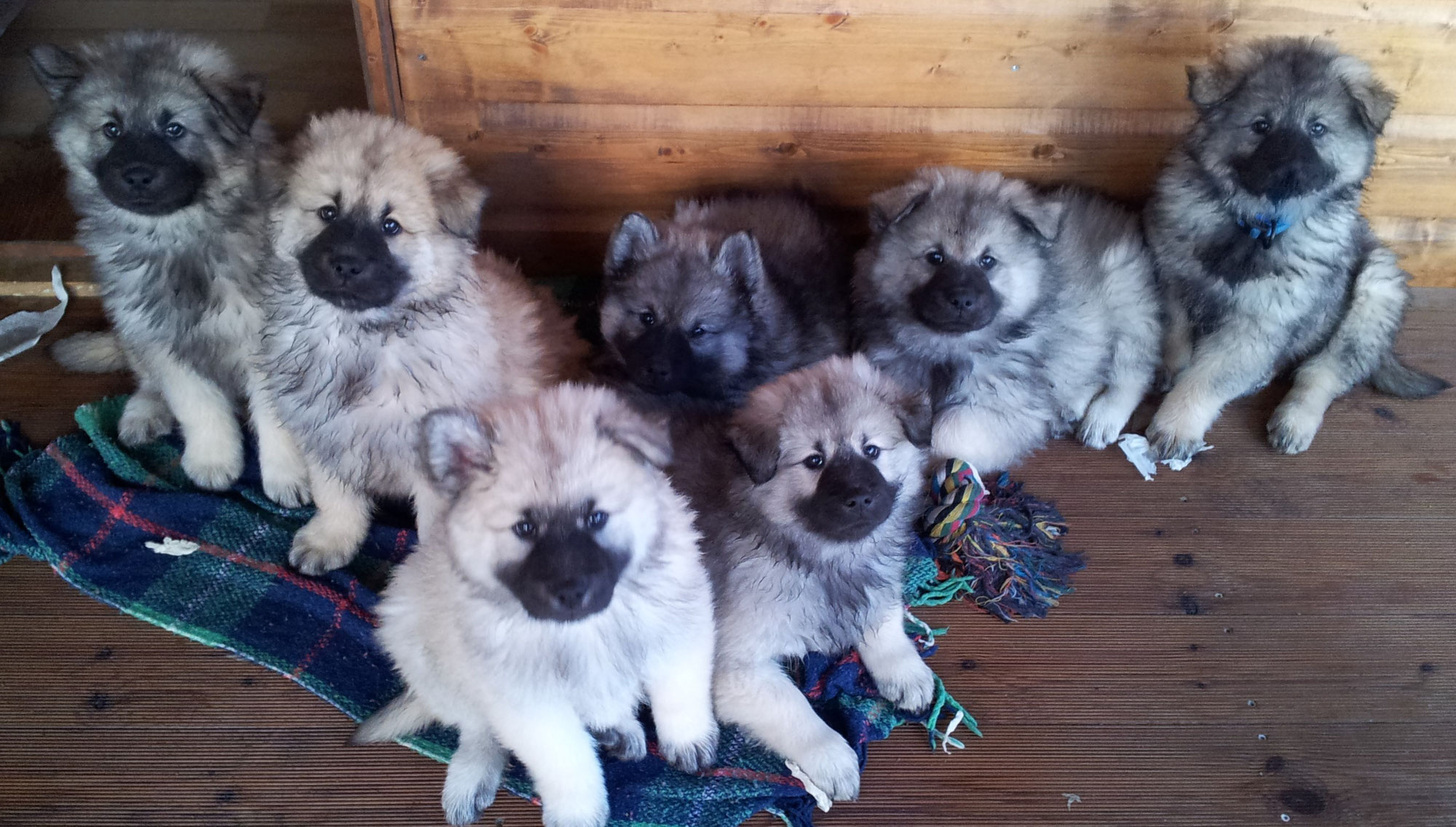 Der Eurasier - eurasiervomjurablicks Webseite!