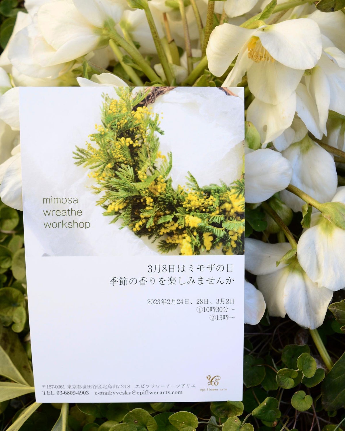 感謝SALE!オーレアミモザとプルモサムのフライングリース ビオラ fit