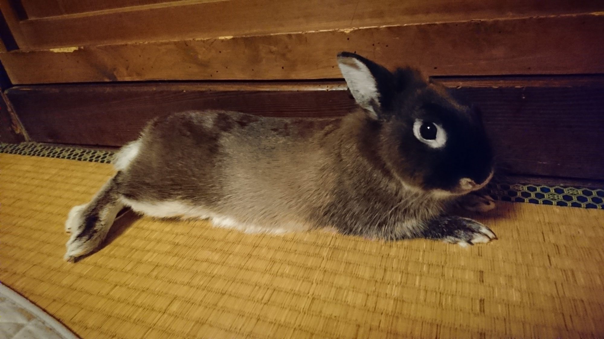 うさぎさん 僕らの移住生活 うさぎさん 僕らの移住生活