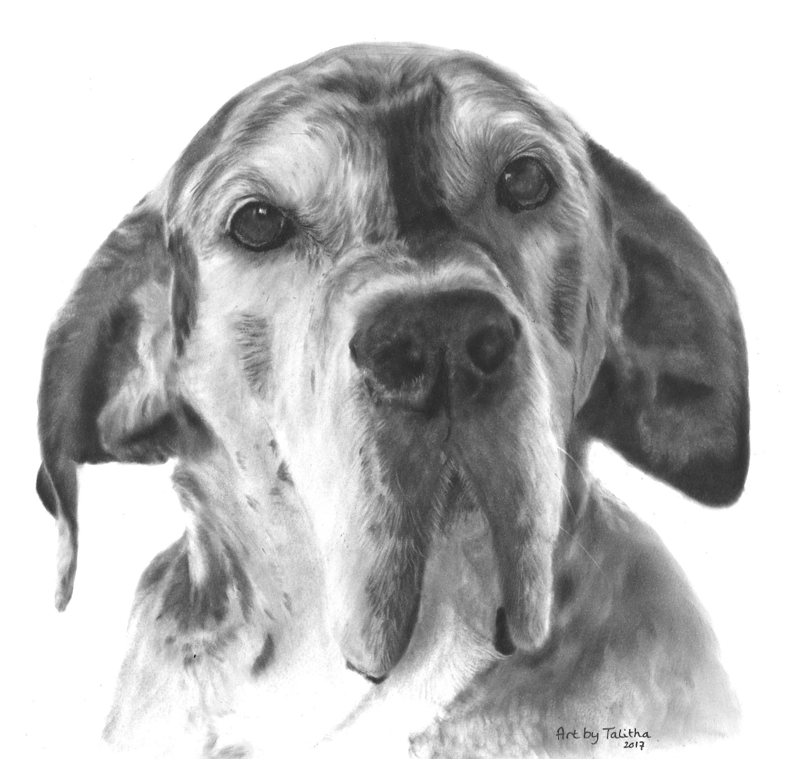 Unique lifelike dog drawings Art by Talitha dog drawings that