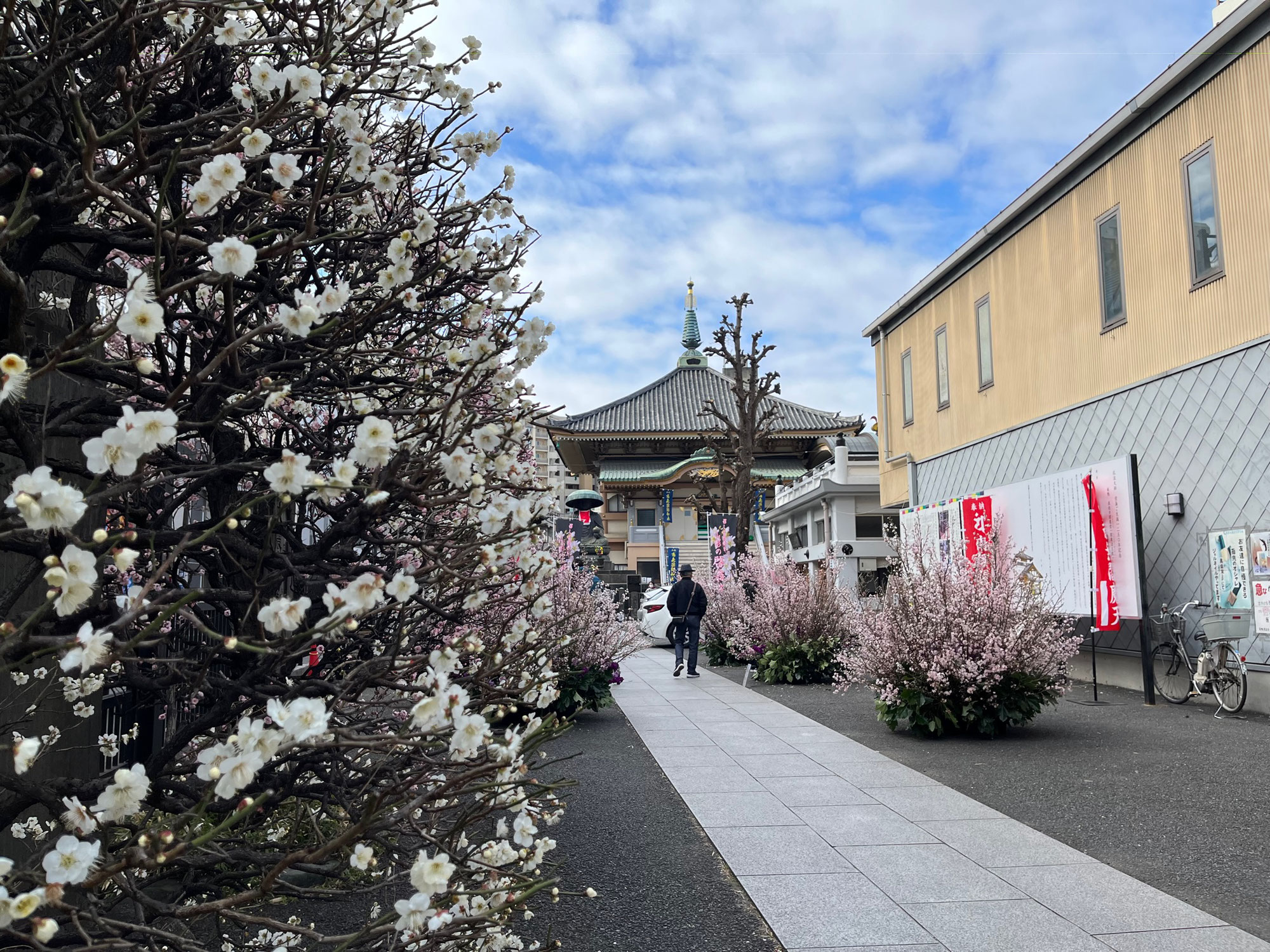 巣鴨で梅と啓翁桜