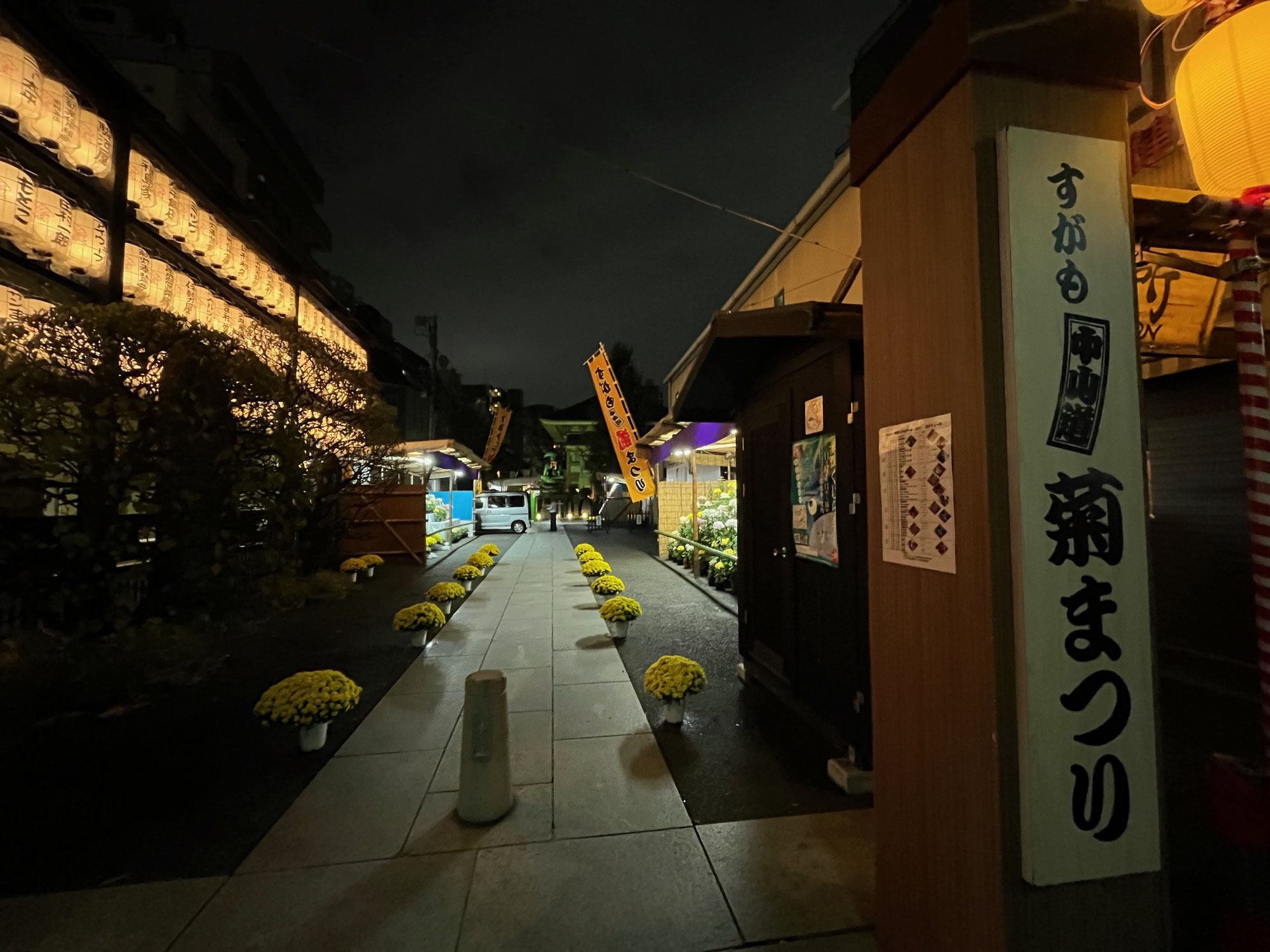 巣鴨の菊まつりが始まります！