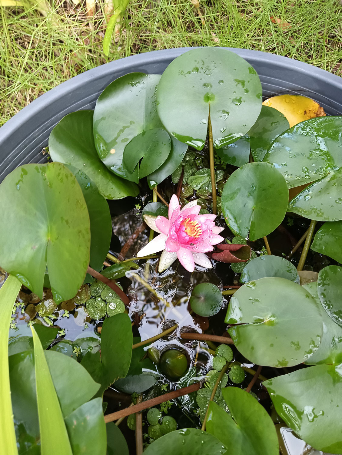 睡蓮の花　　他4～７月までの華たち
