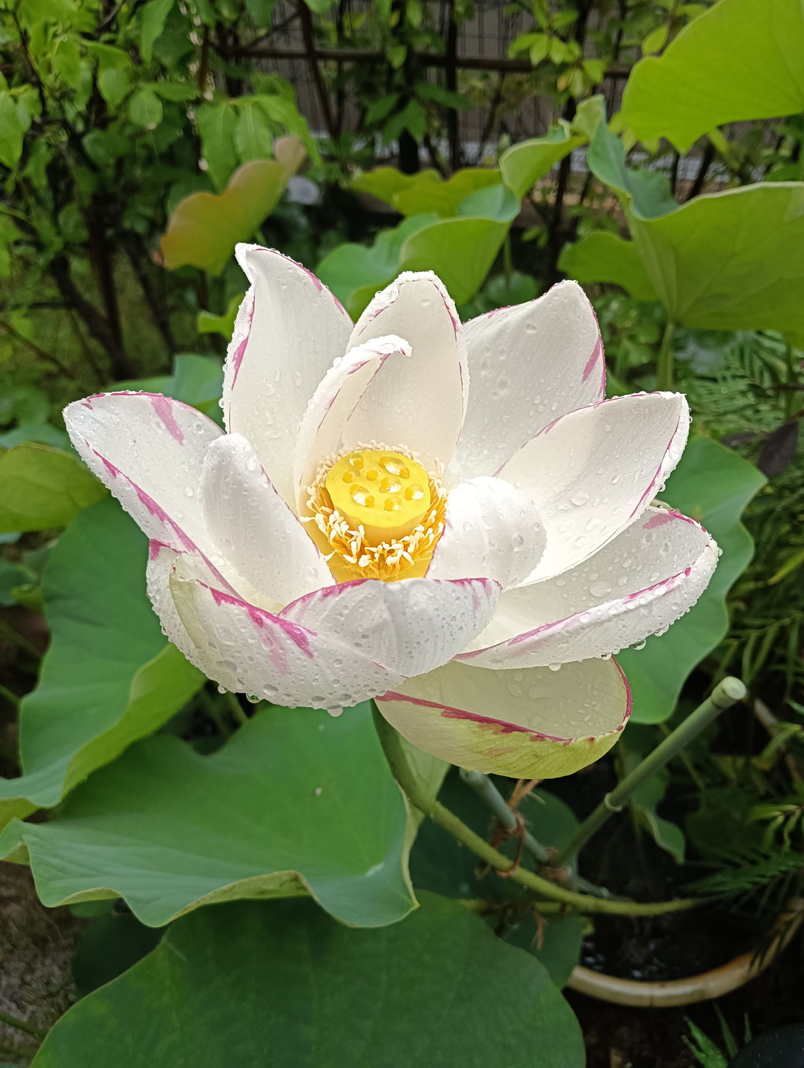 一輪の華