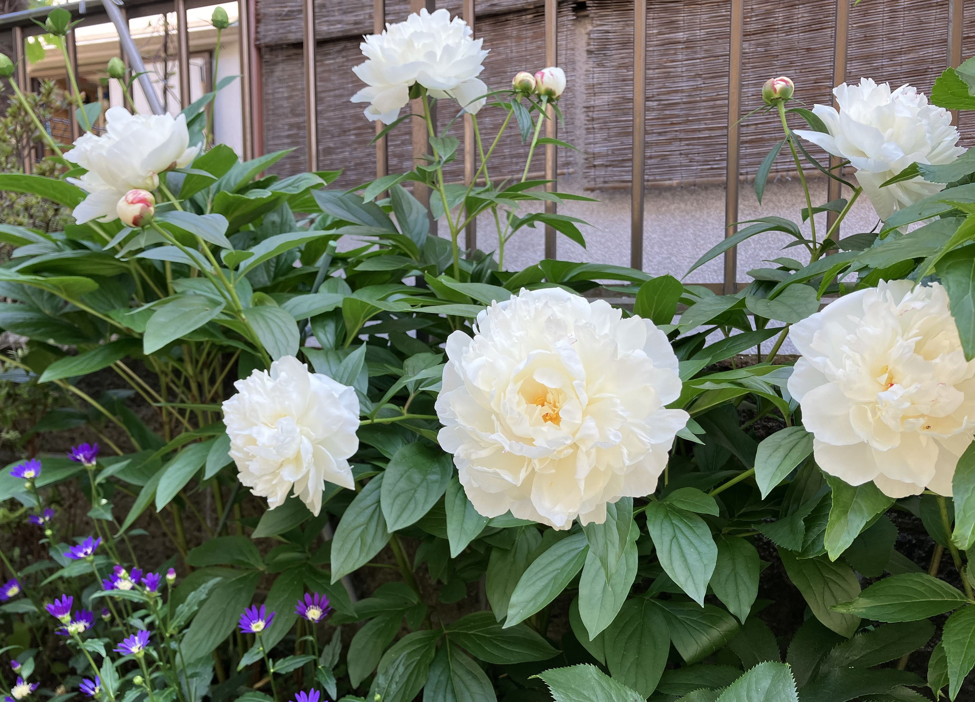 いつの間にか5月も半ば