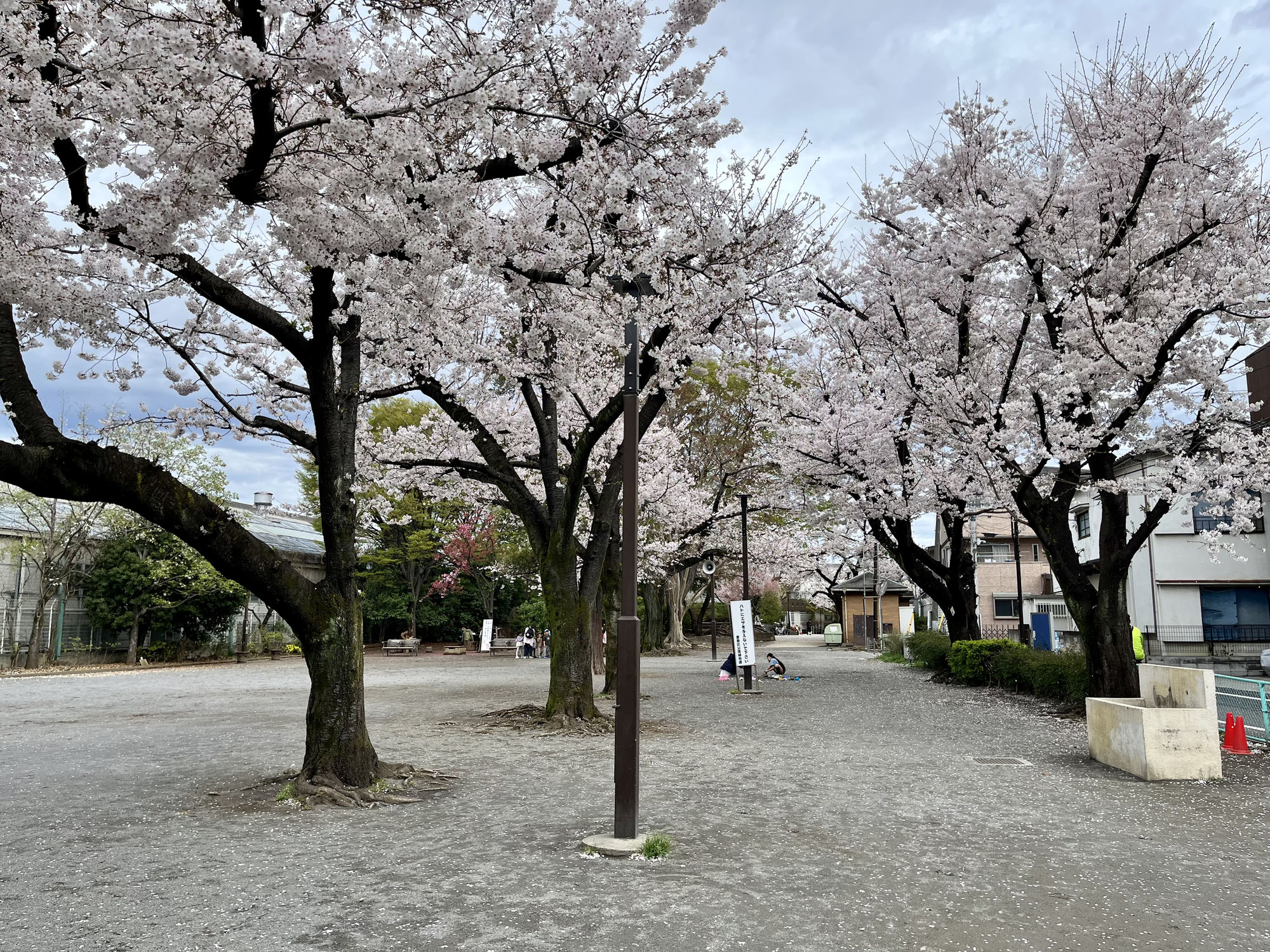 さくら公園は桜満開＆ご卒業おめでとうございます