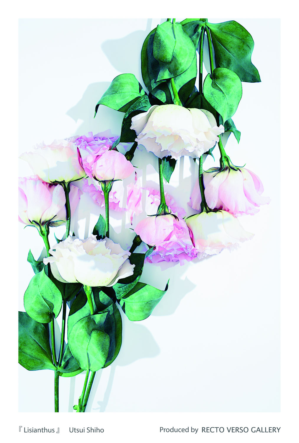 宇津井志穂写真展　LIVE LIKE A FLOWER