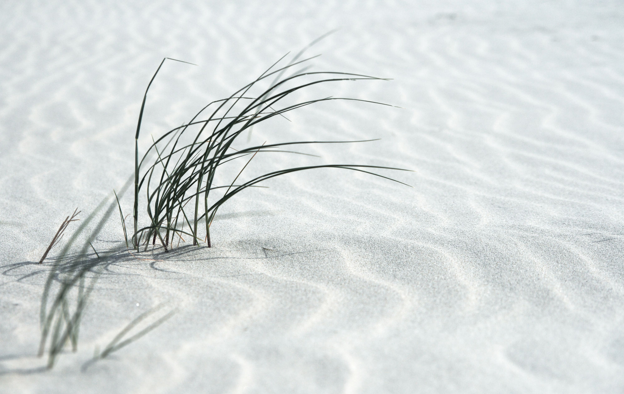 Wie das Gras im Sand