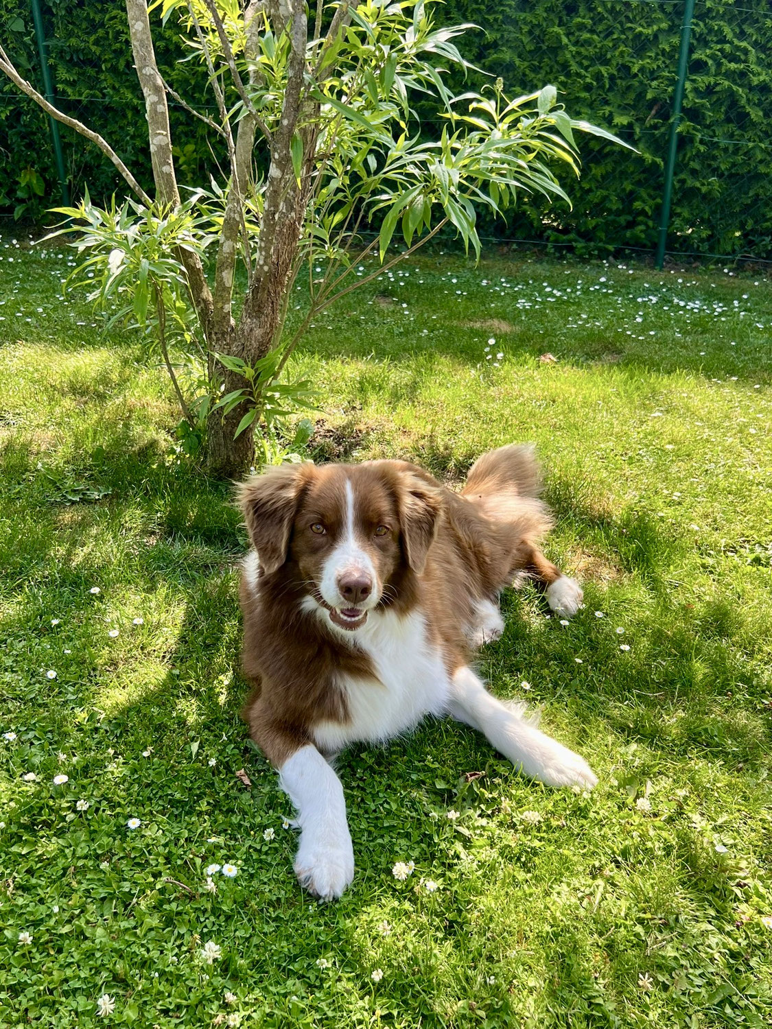 Öle für unsere Hunde – kleine Helfer mit großer Wirkung