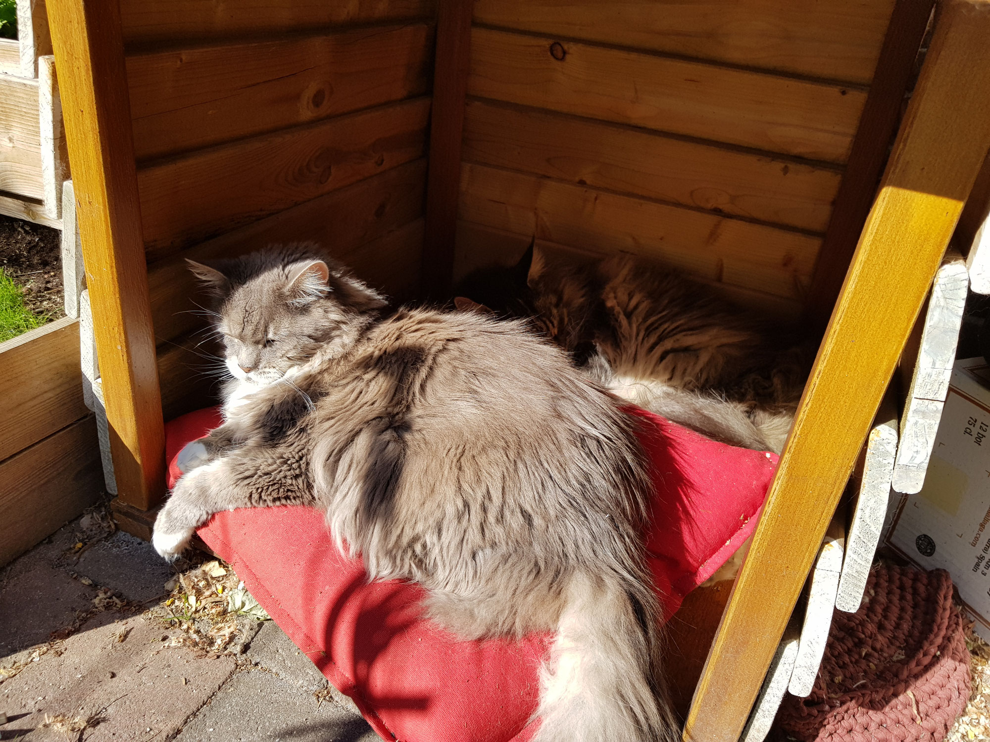 Dag lieve Beau, dag lieve lieverd!