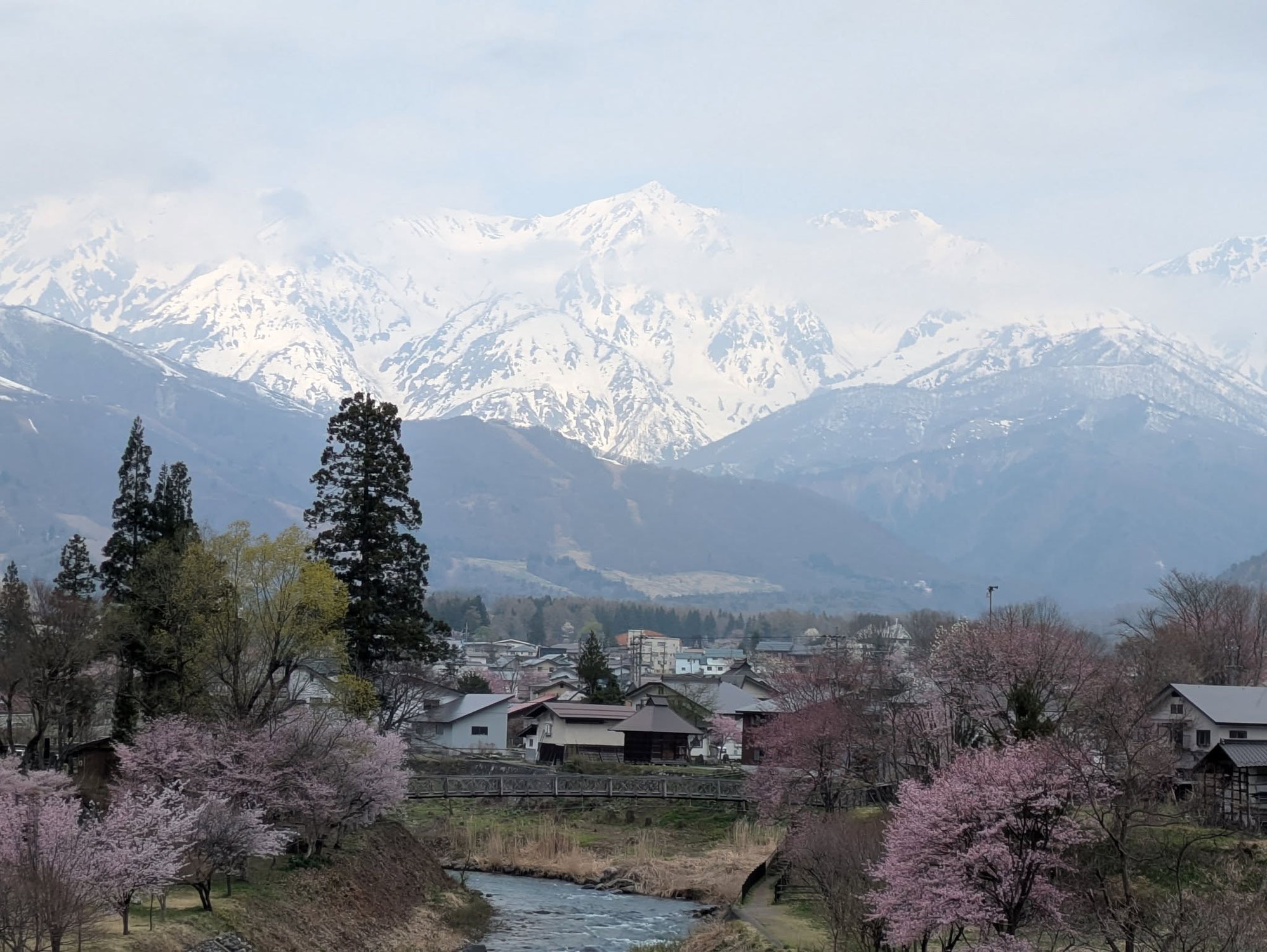 白馬村　桜が見ごろを迎えています♪