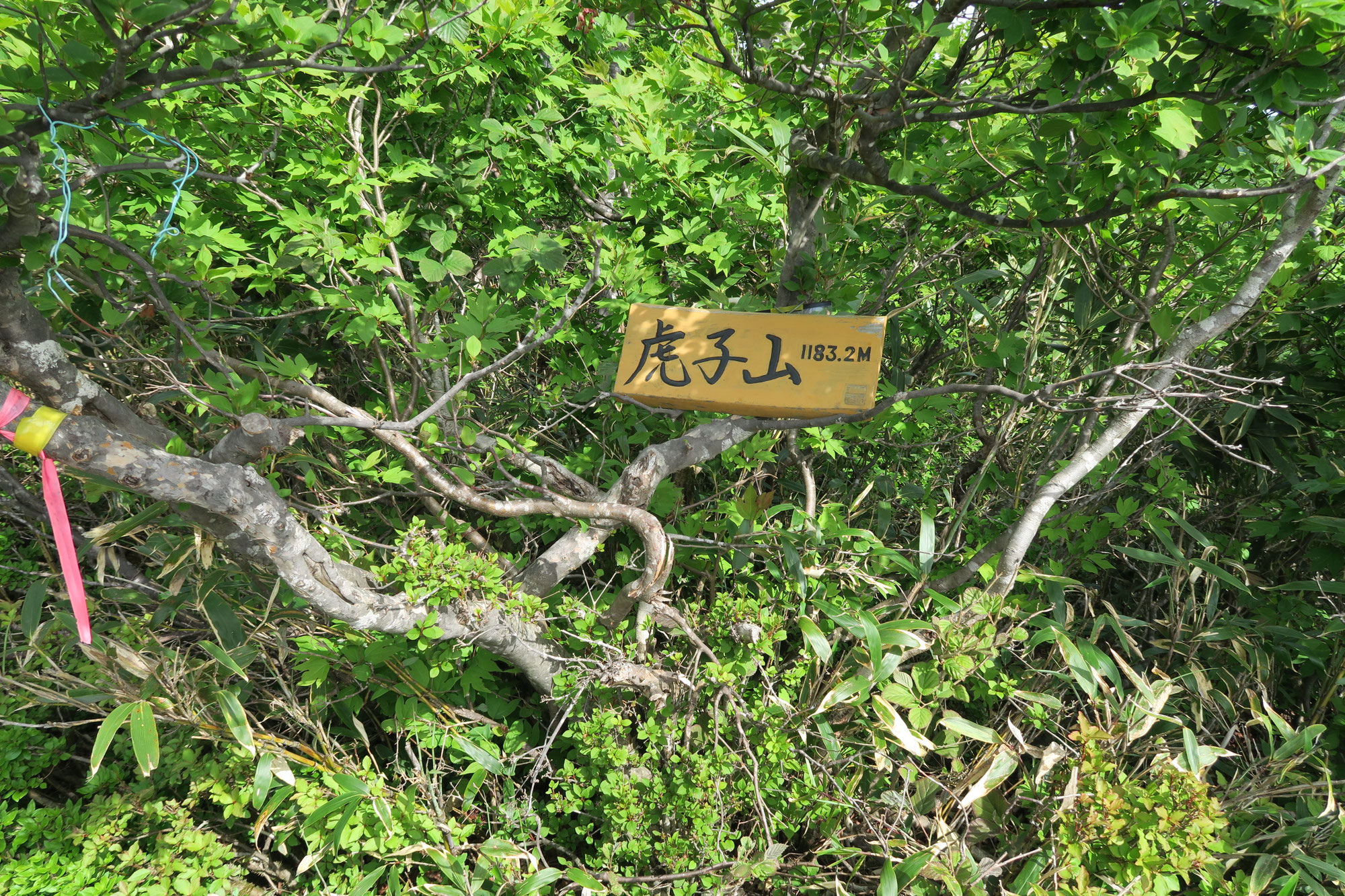 干支登山「虎子山」に登る、ついでに国見岳