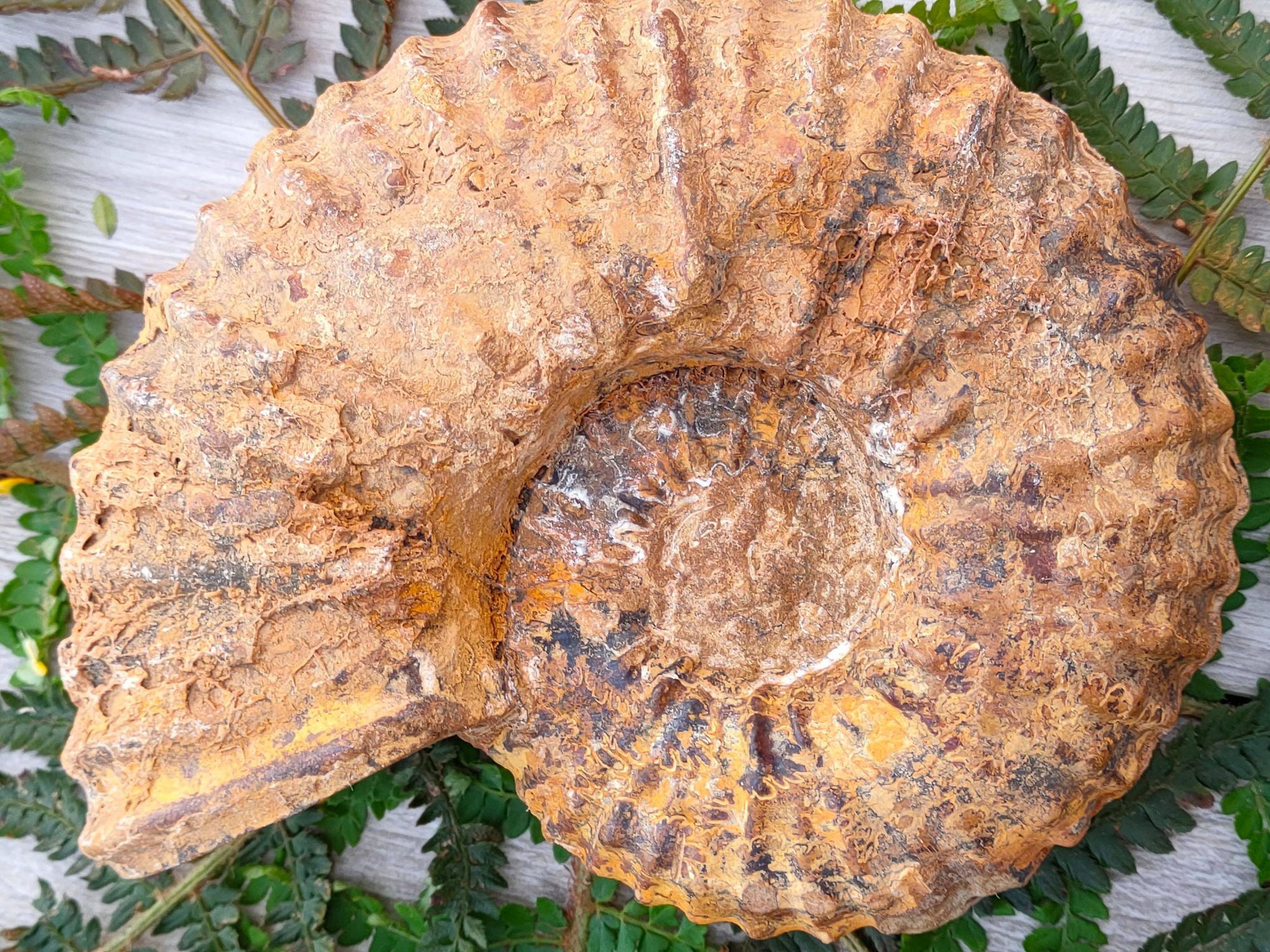 L'ammonite ou  "serpent de pierre"