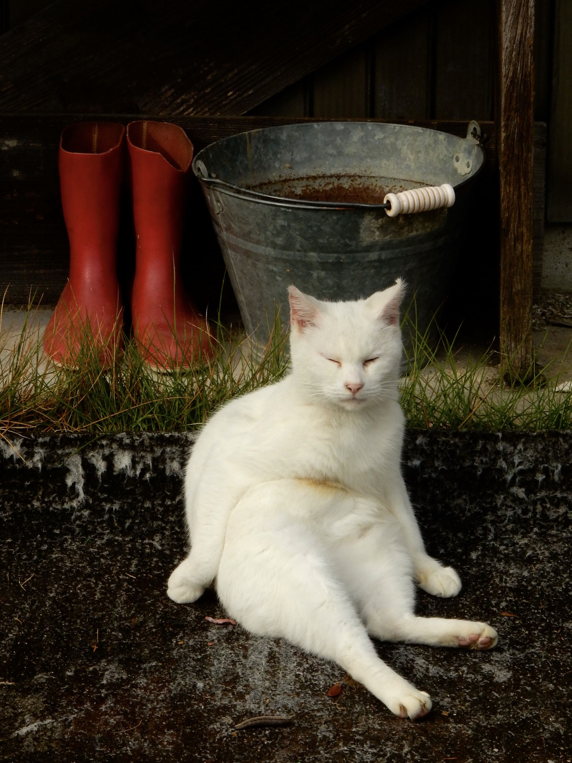 猫写真、最多DL作品