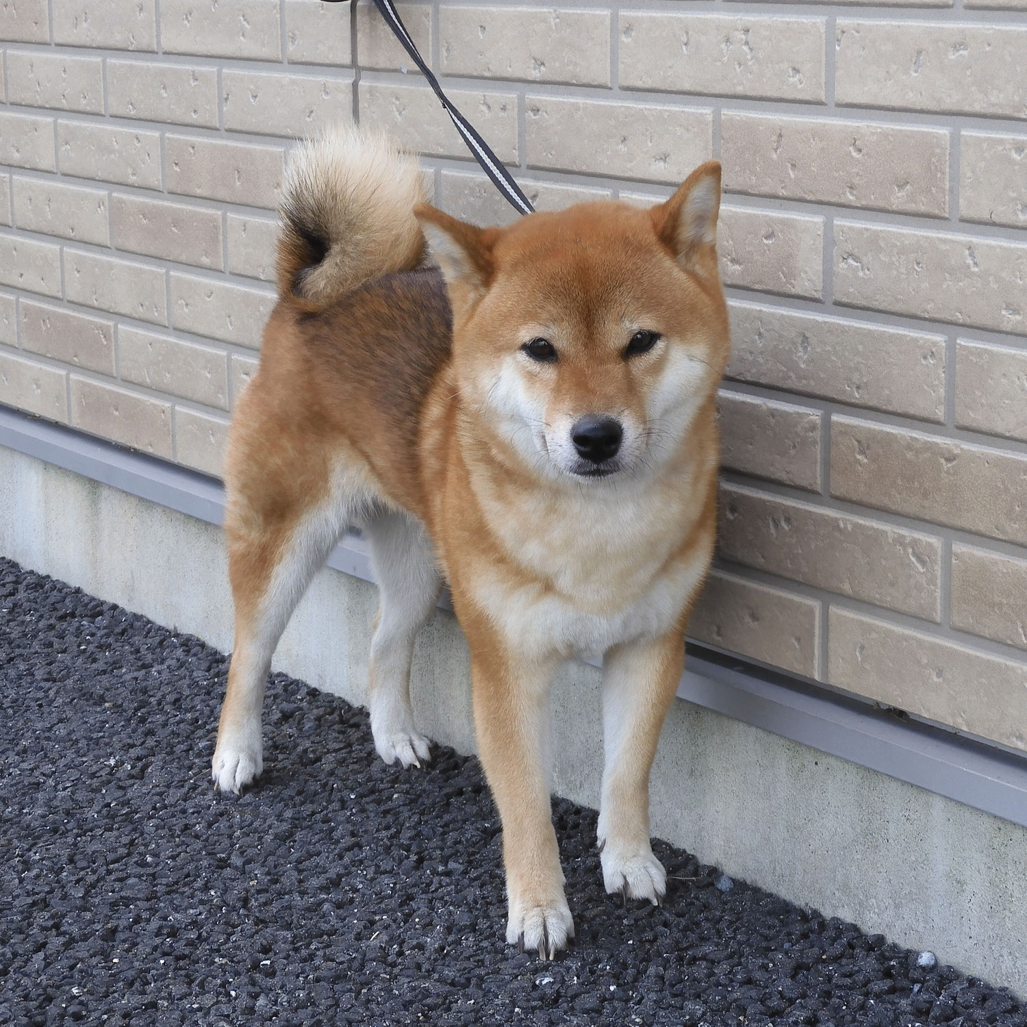 知り合いの柴