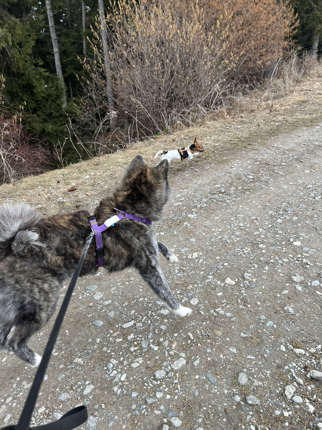 Warum ein Halsband deinem Hund schaden kann – was im Alltag wirklich passiert