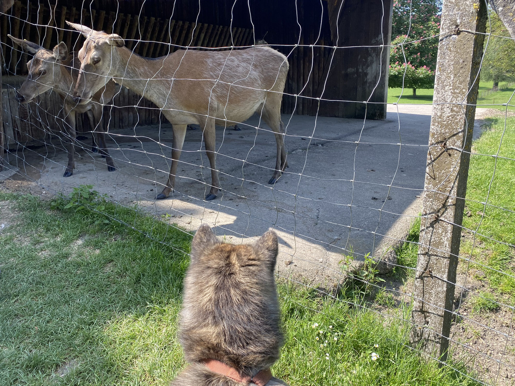 Tag 2 - Wildtierpark - Frankreich