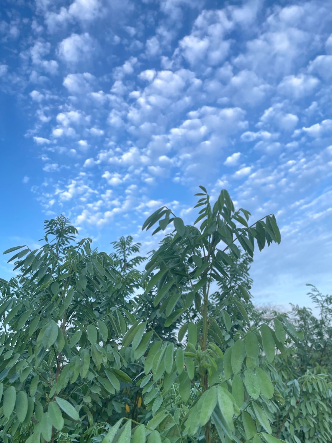 Indigo Harvest