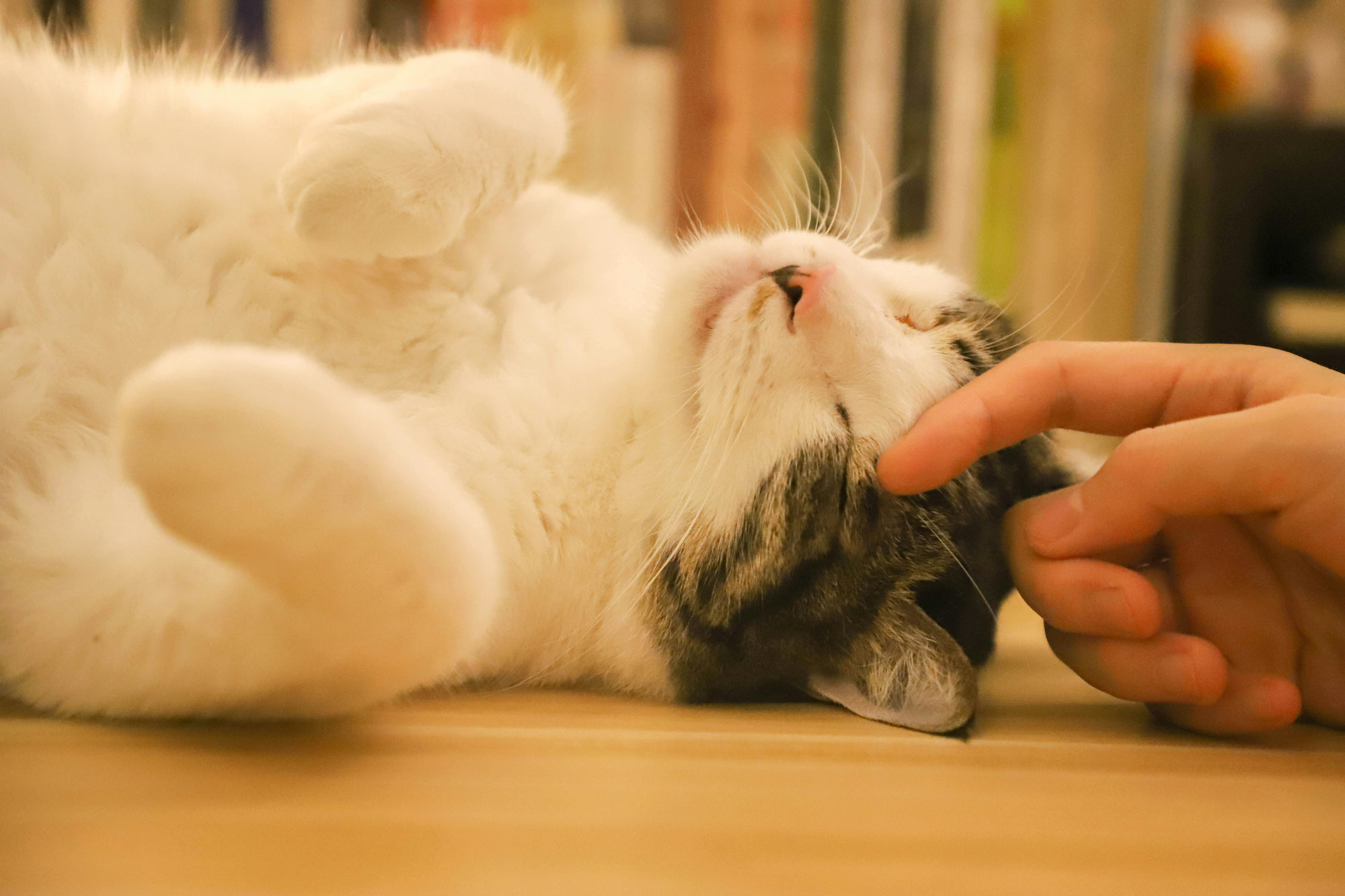 Clickertraining für Katzen – Funktioniert das wirklich?