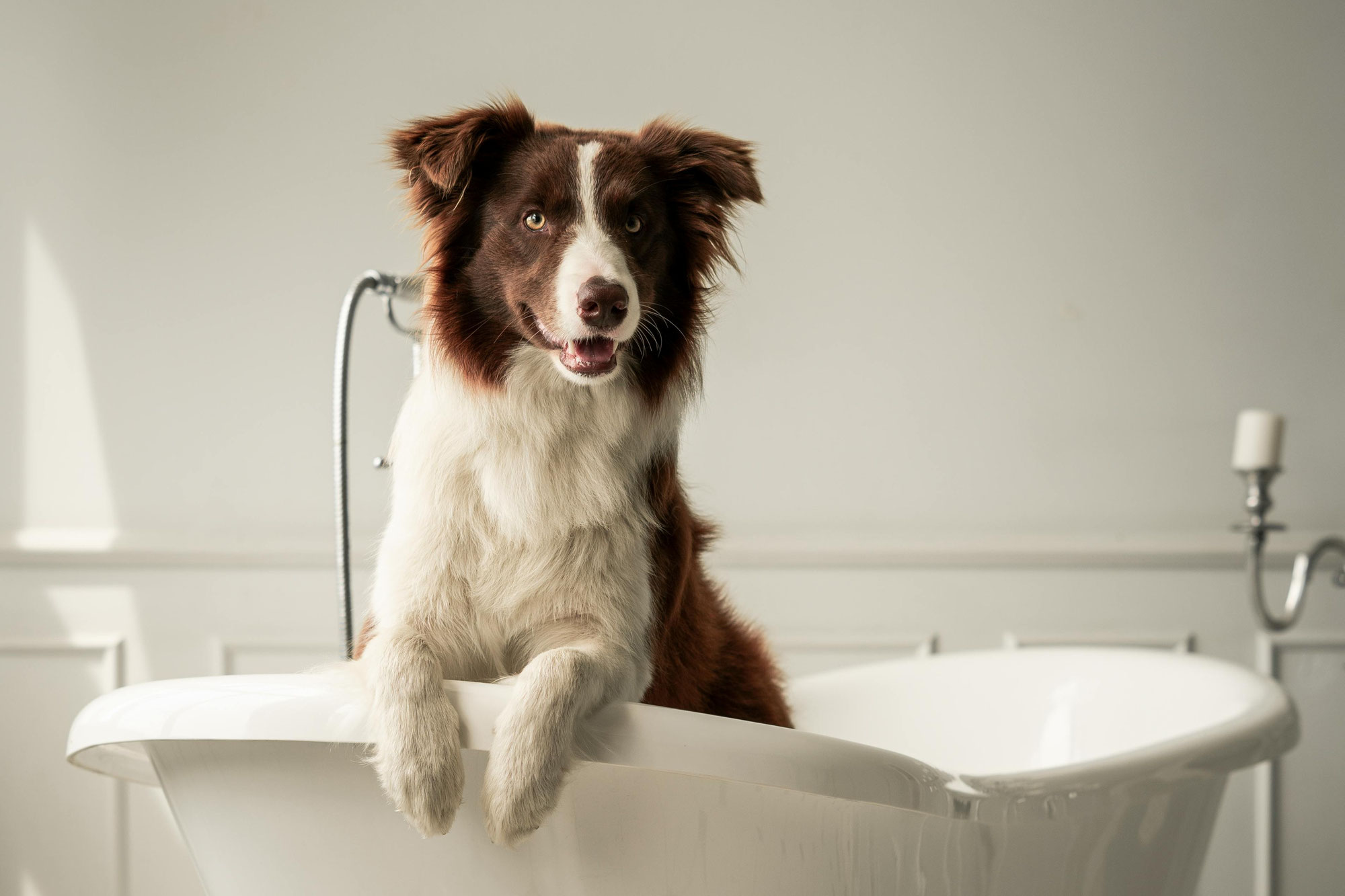 Der ultimative Leitfaden zum Baden von Hunden