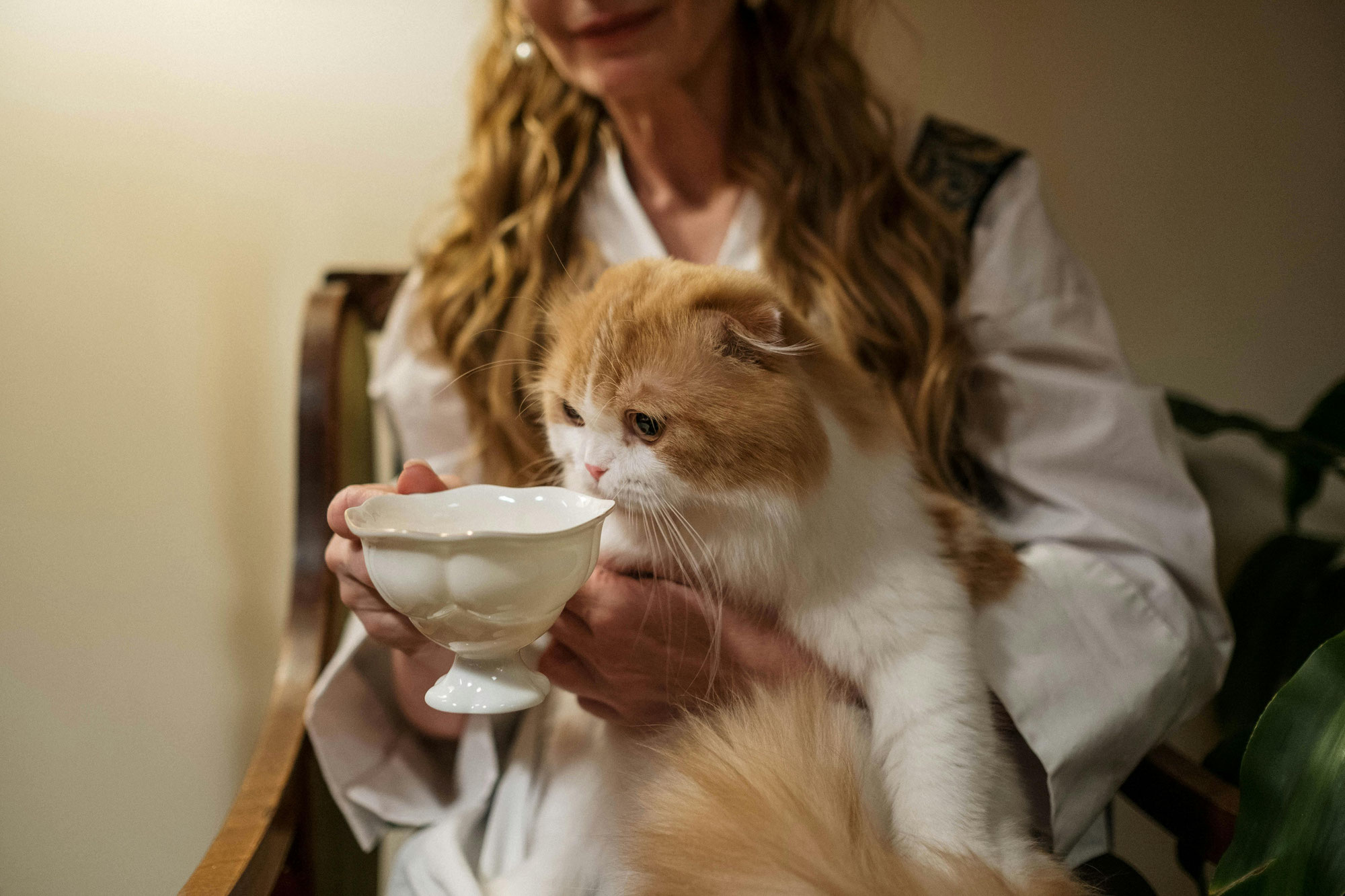 Gesunde Ernährung für Katzen