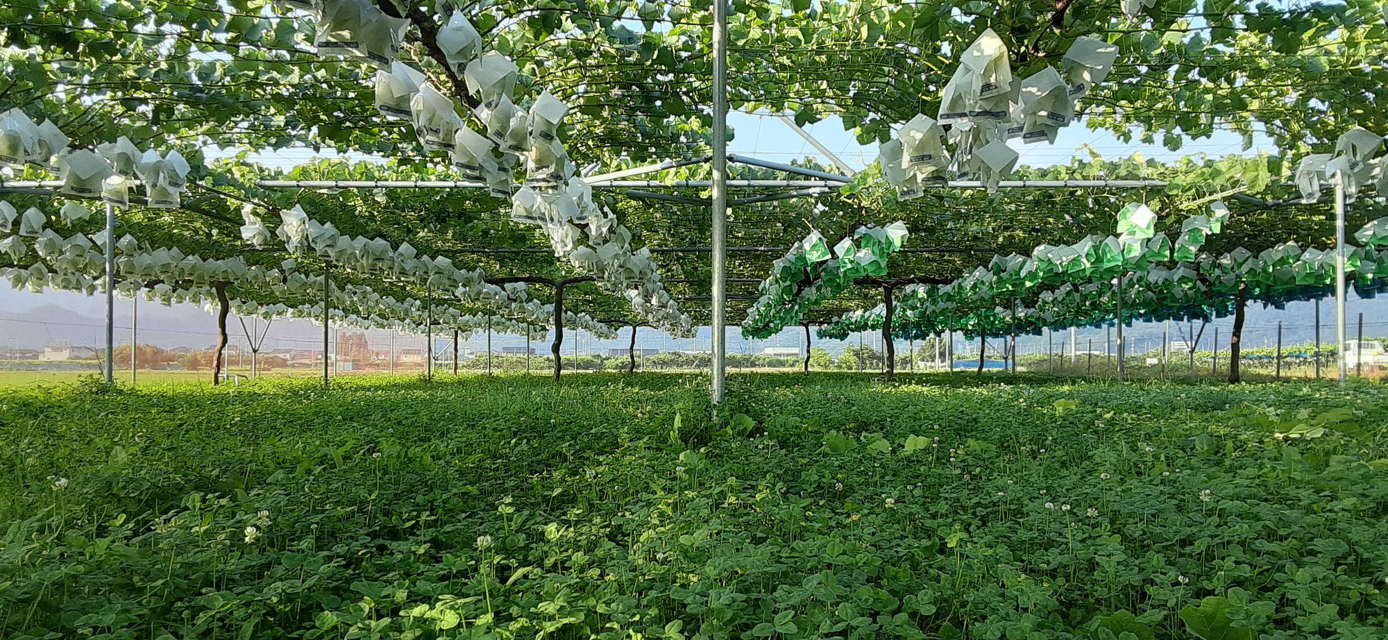 7月初旬　ぶどう畑の様子