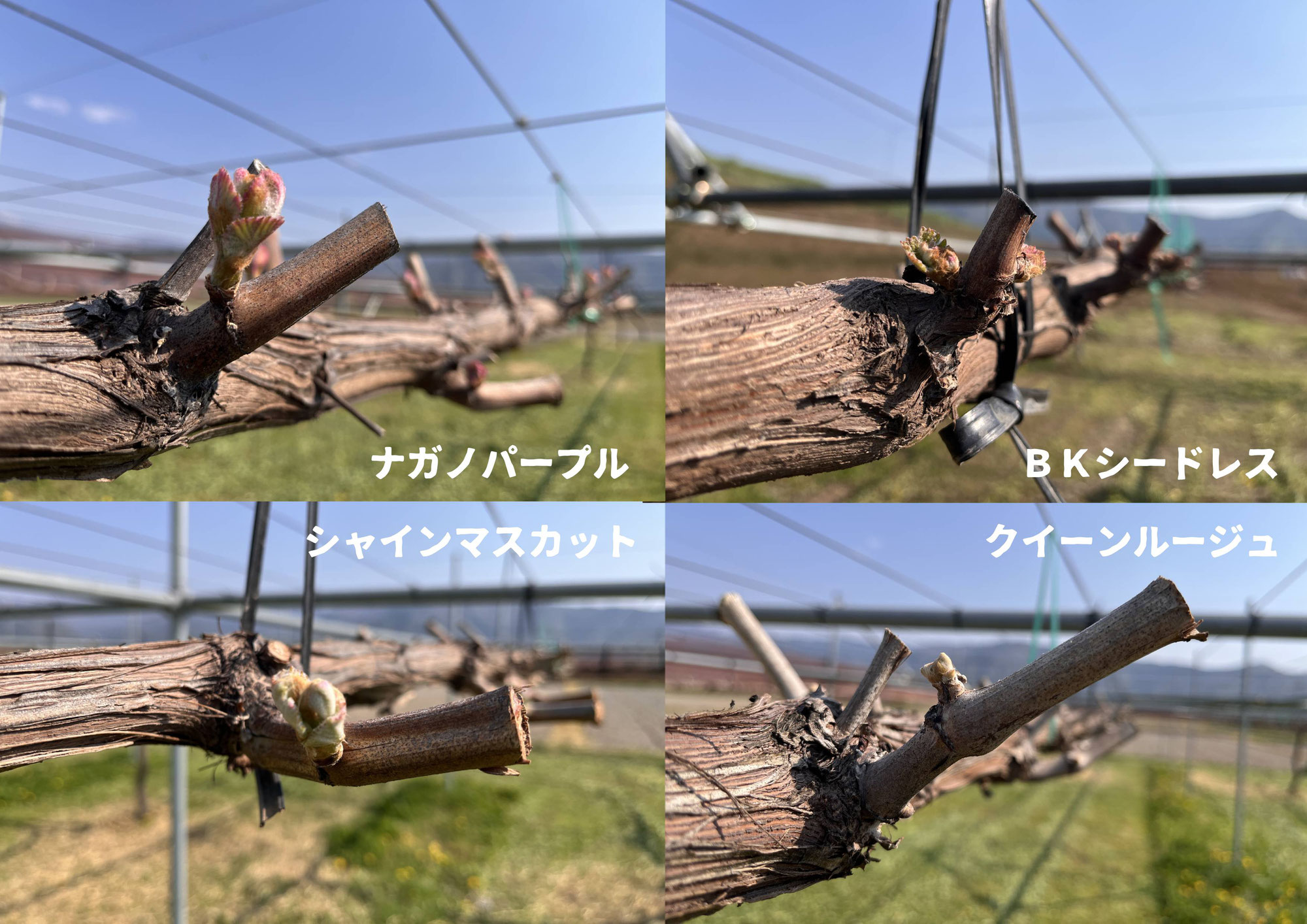 芽吹きの様子