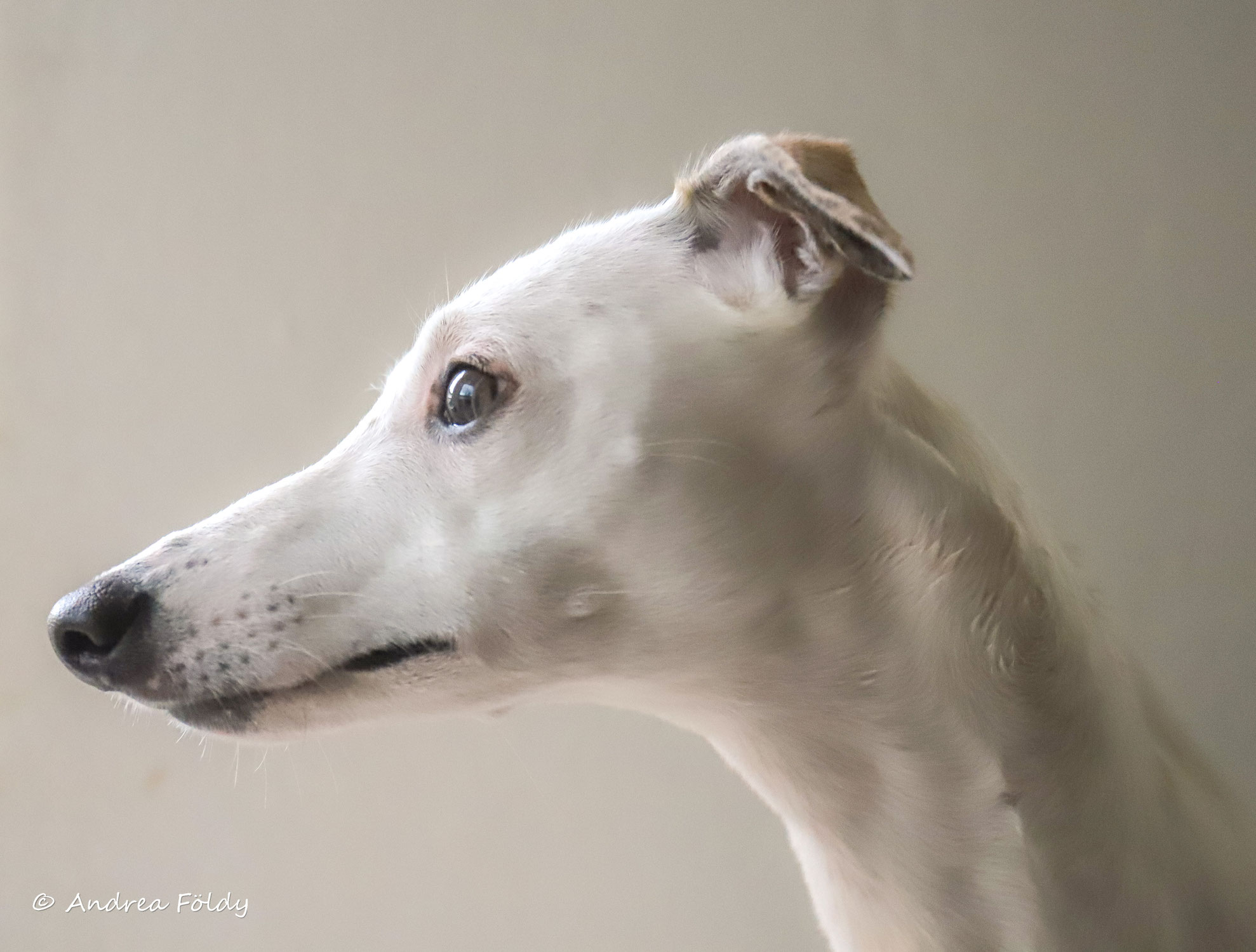 Hochsensibilität bei Windhunden: Ein umfassender Leitfaden für Tierhalter