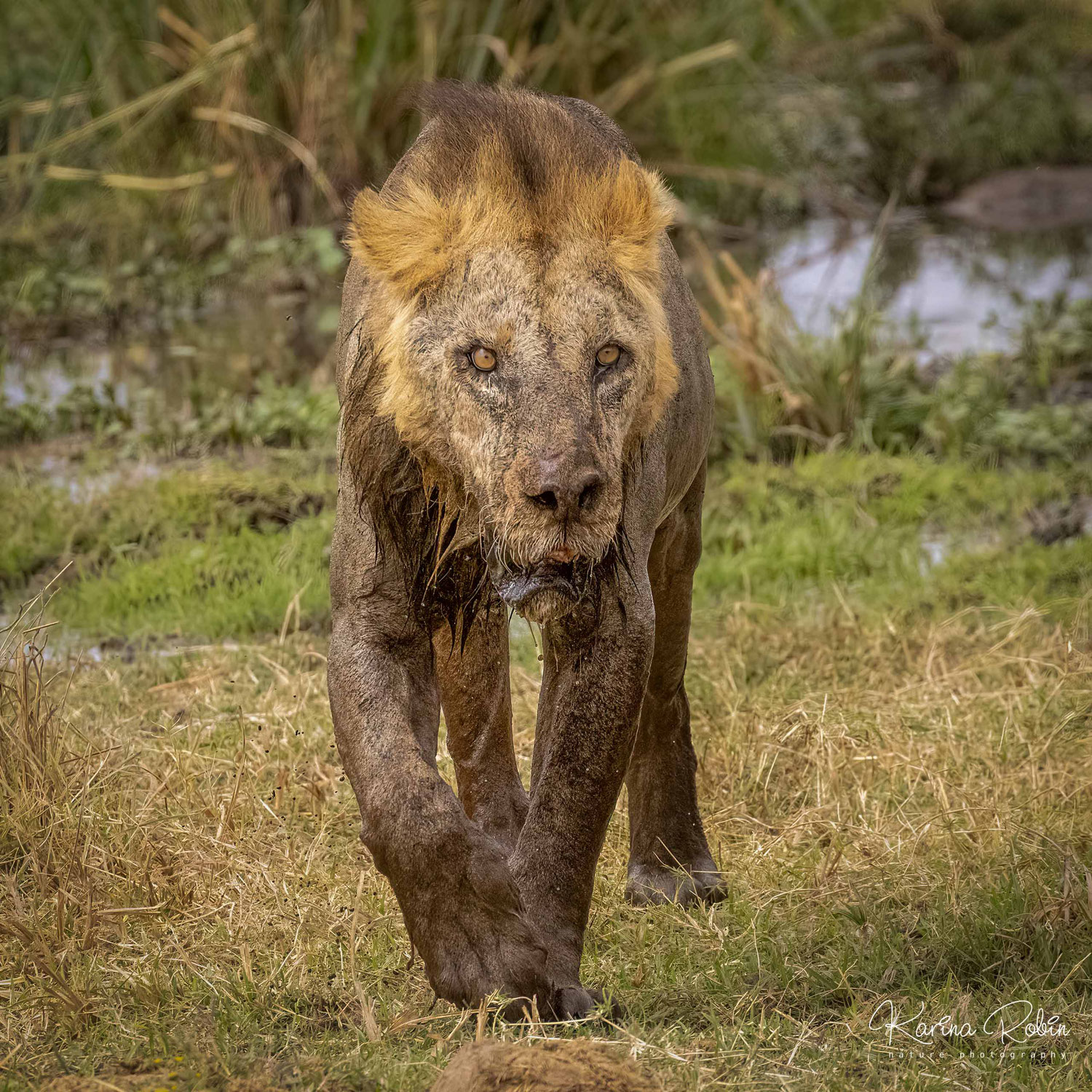Kenya - A Rare and Memorable Experience: Meeting Loonkito, the Living Legend of the African Savanna