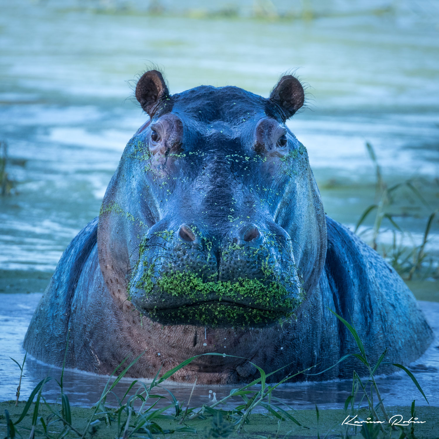 Botswana - Into the Wild: A Journey Through Botswana's Okavango Delta