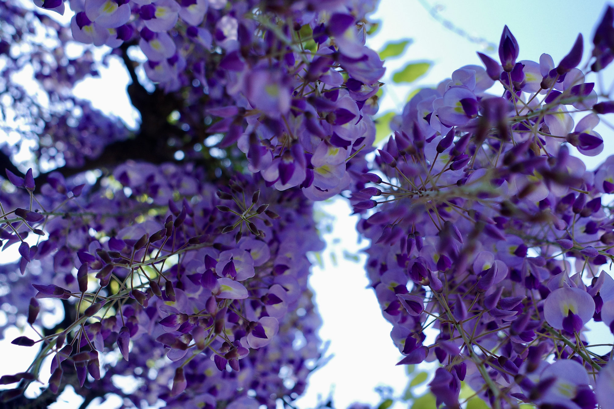 藤の花が見頃です。