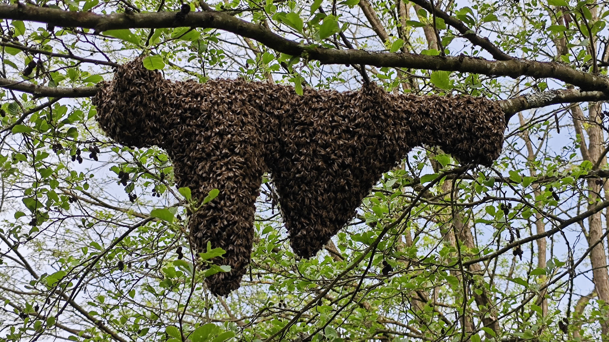 Hilfe Wir haben einen Bienenschwarm im Garten!