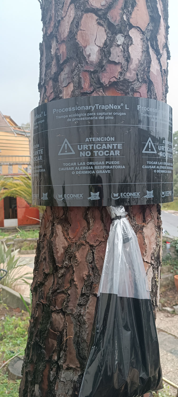 Eliminación procesionaria del pino