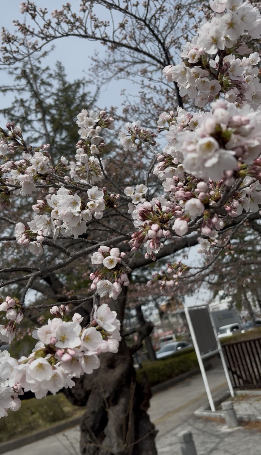 4月の始まり。桜の便りと、心に刻む感謝の想い