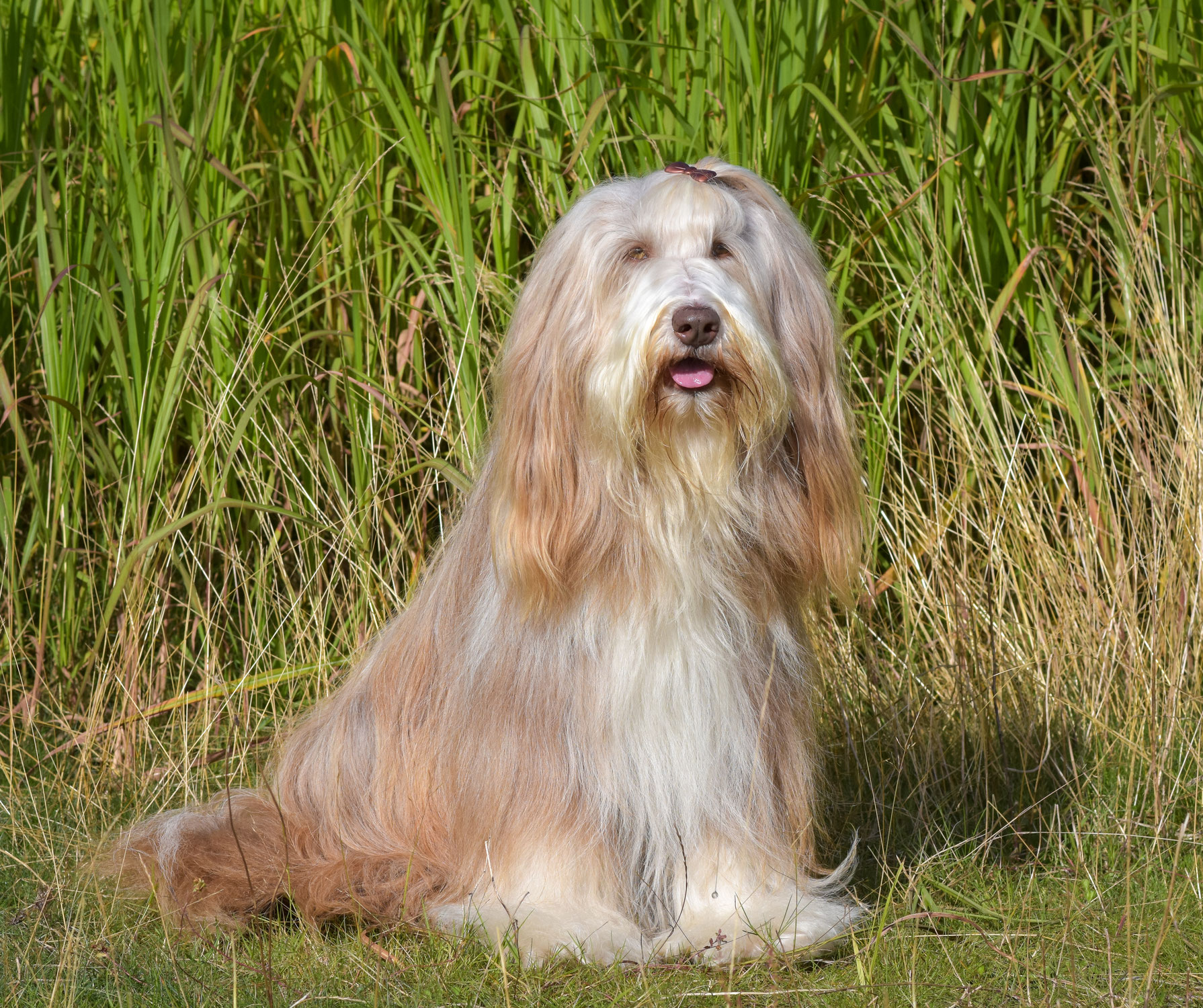 Toffee feiert Geburtstag