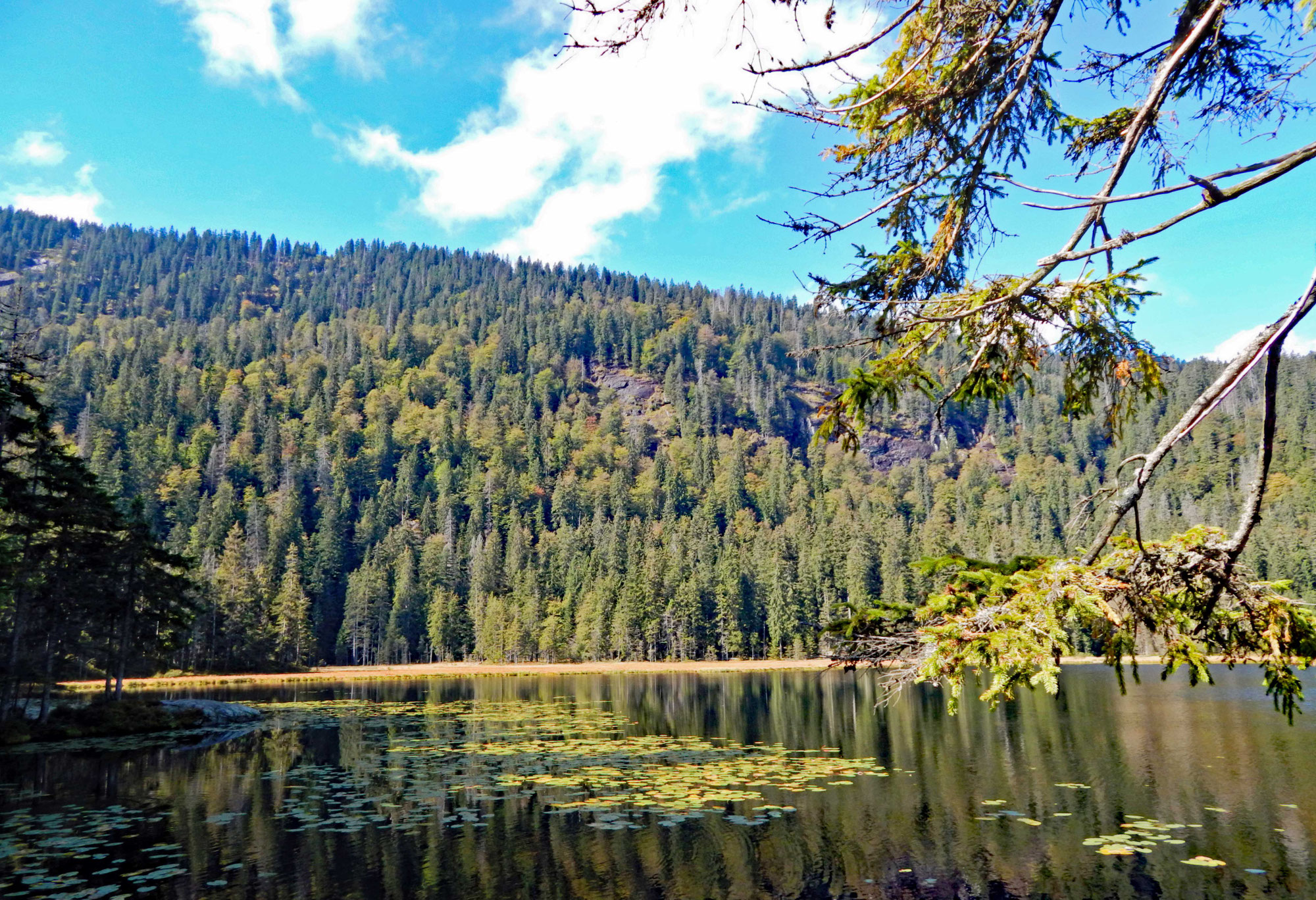 Wer die Natur und die Menschen liebt, beutet sie nicht aus! - Gedanken übers Waldbaden