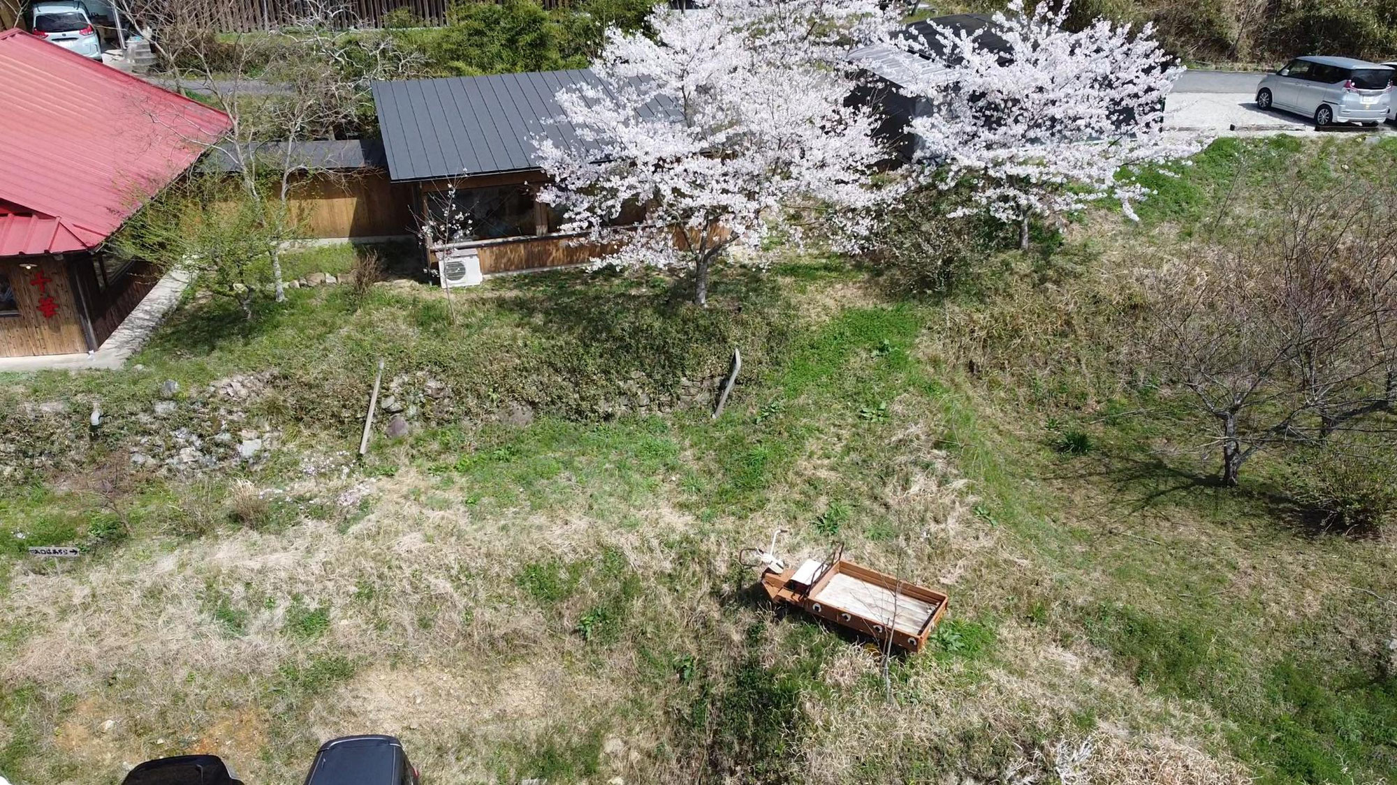 ☆桜が満開に