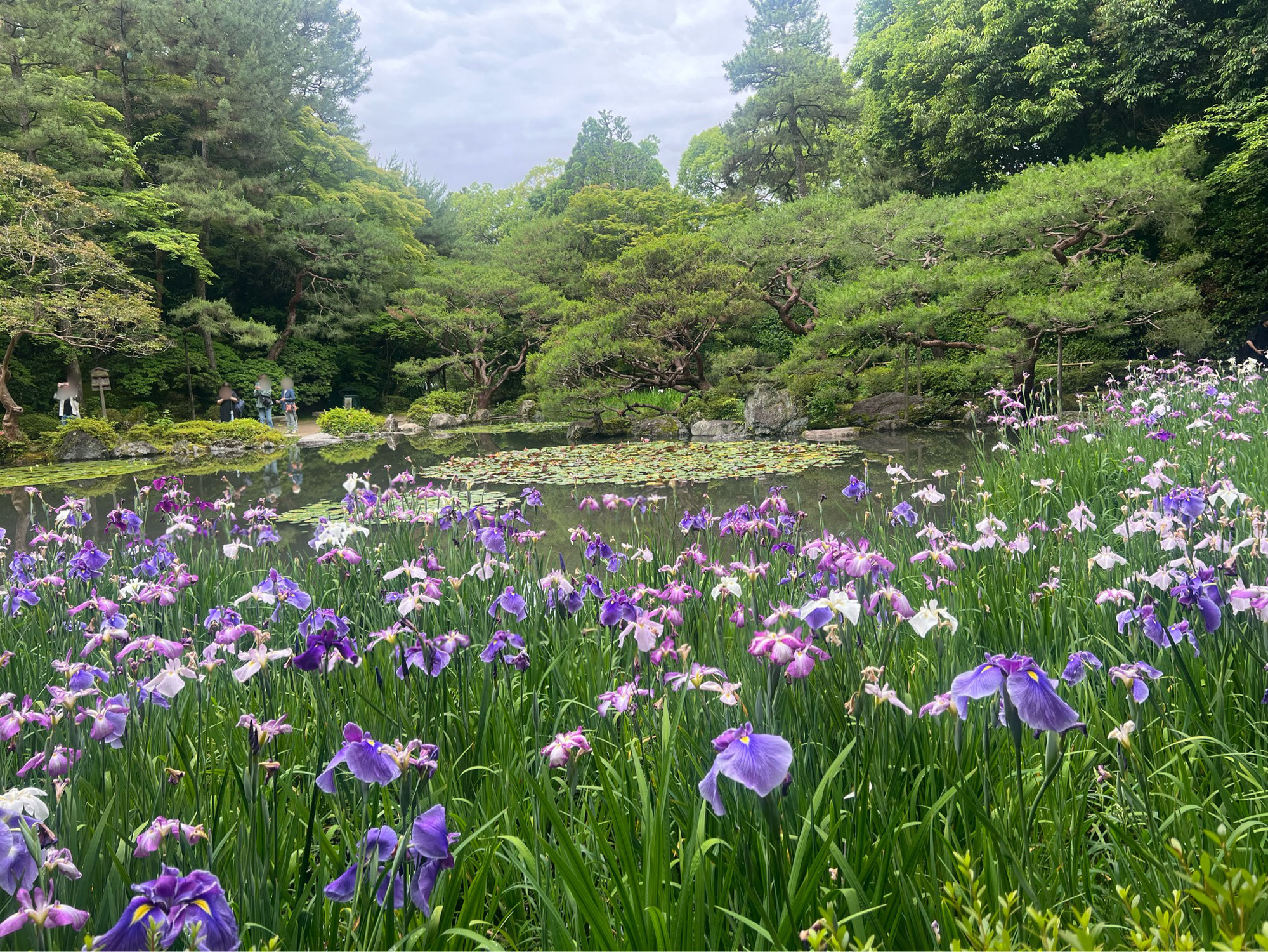平安神宮にて、満開の花菖蒲